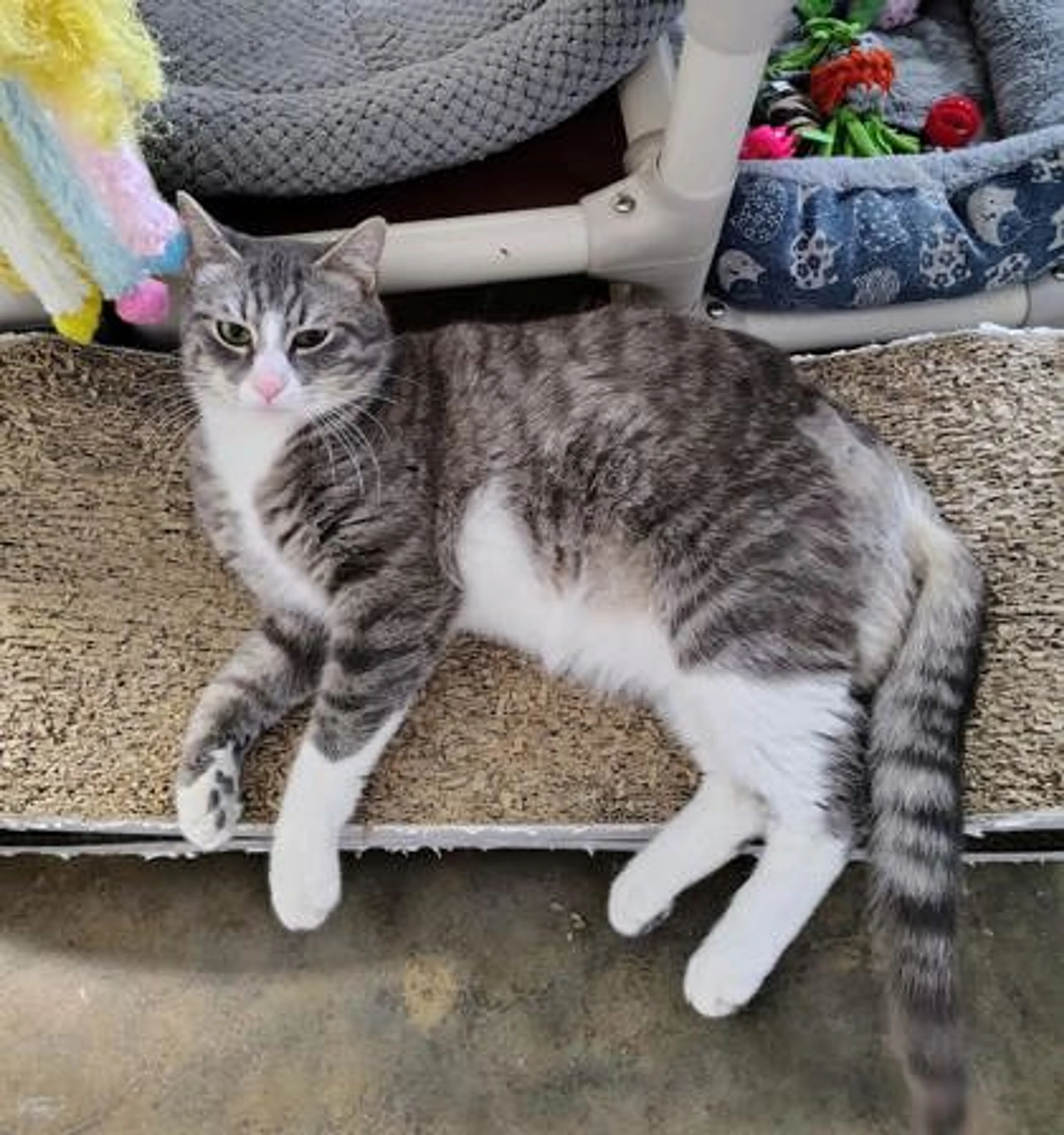 Found pet-0