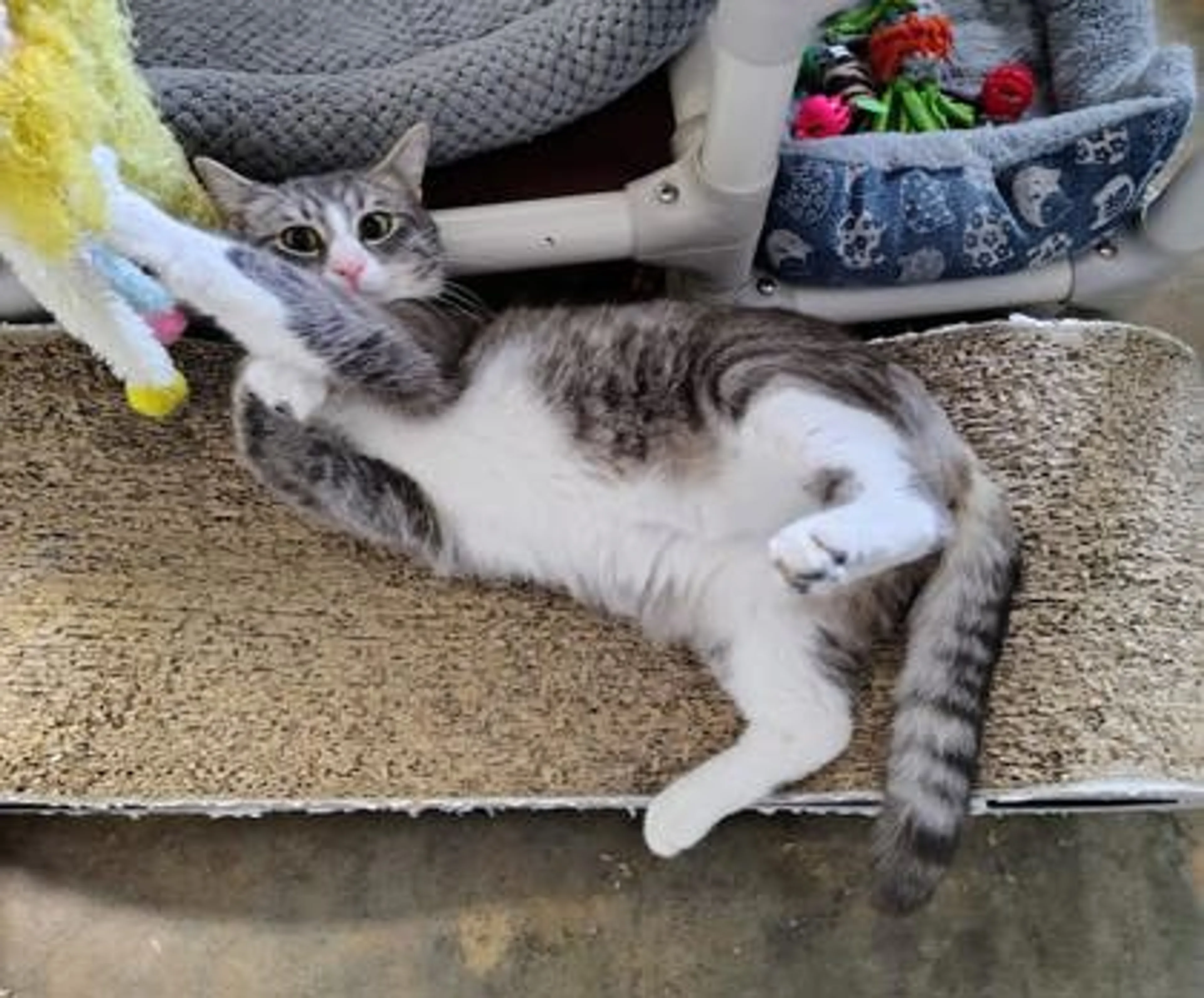 Found pet-1