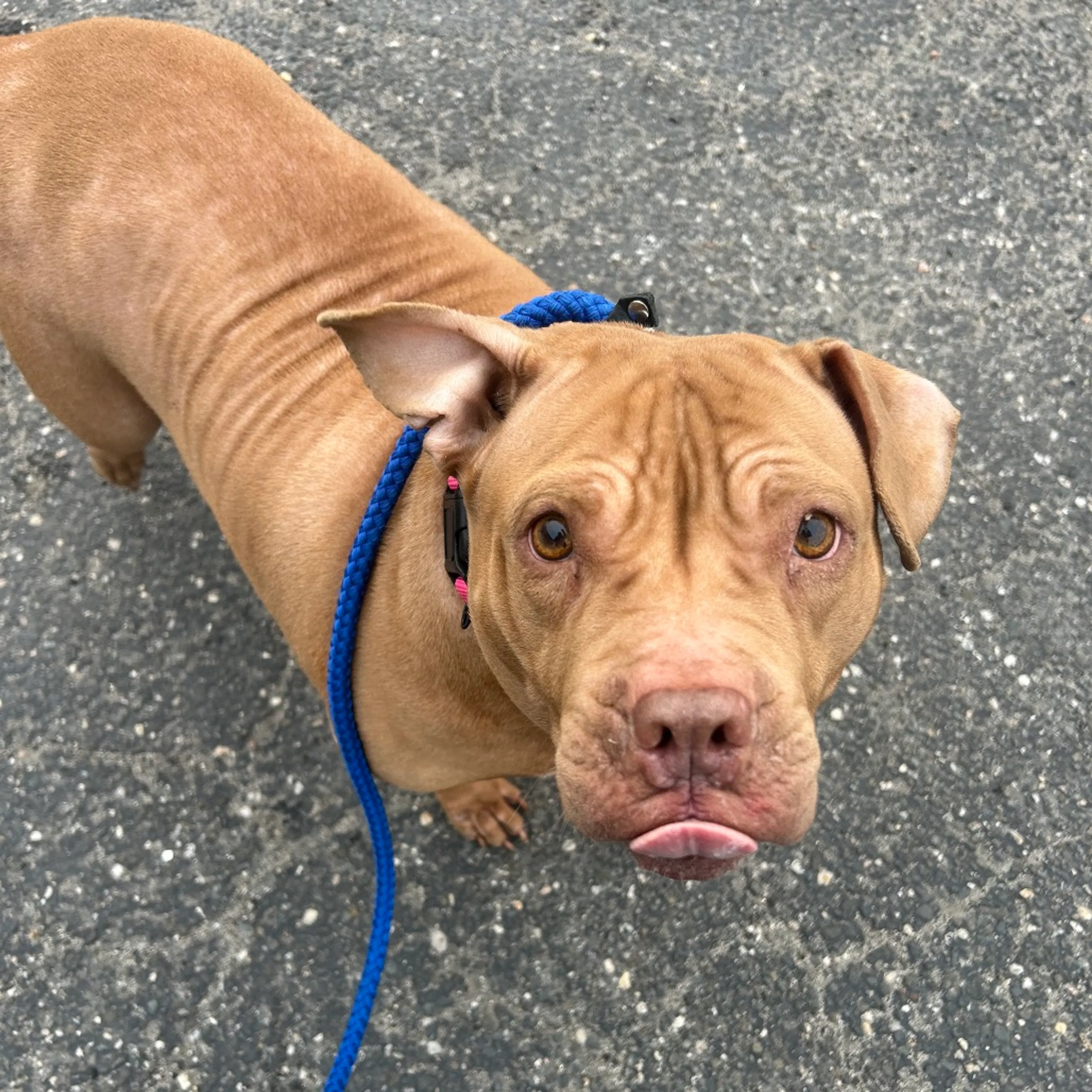 Found pet-1