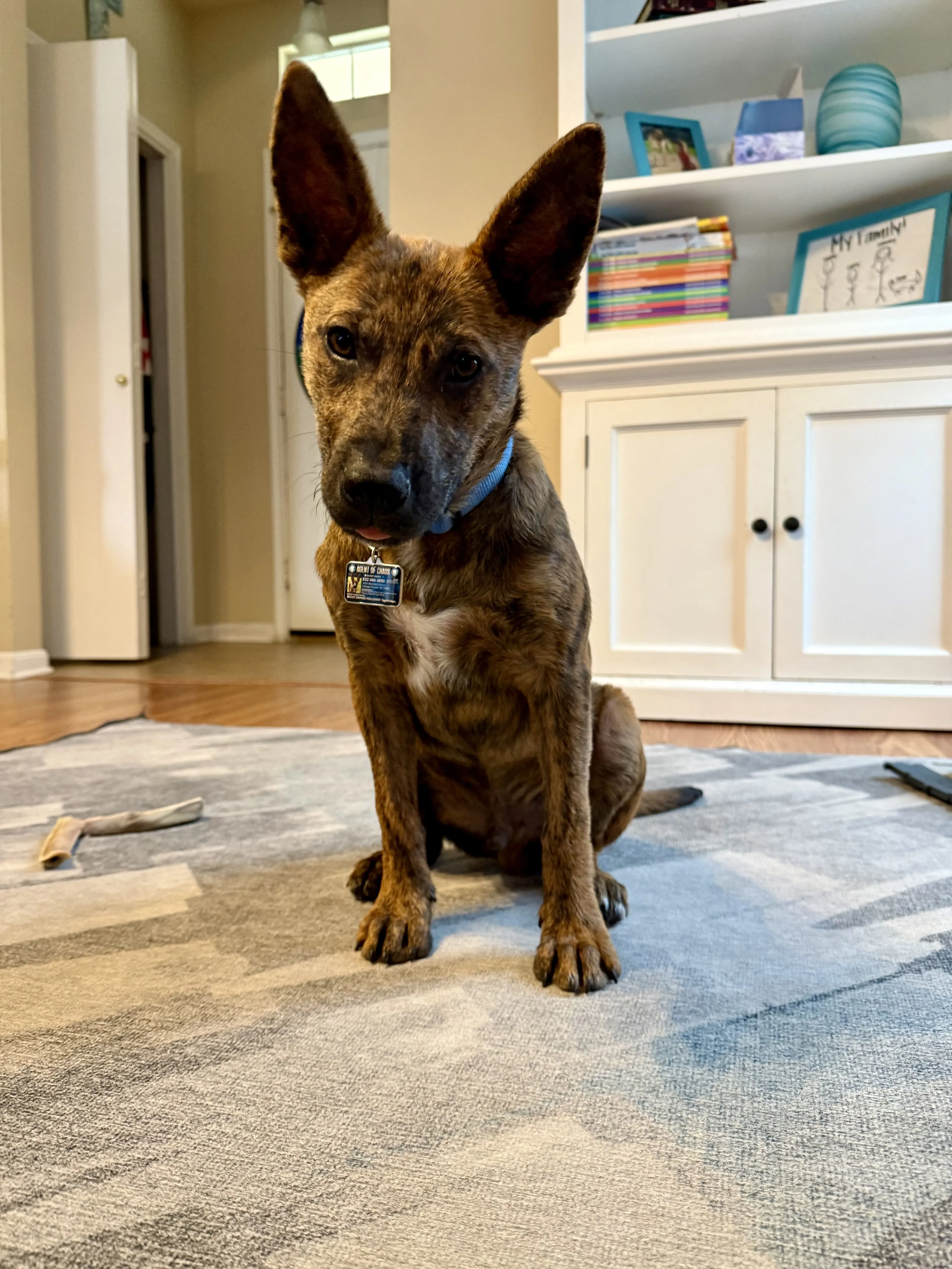 Lost pet
