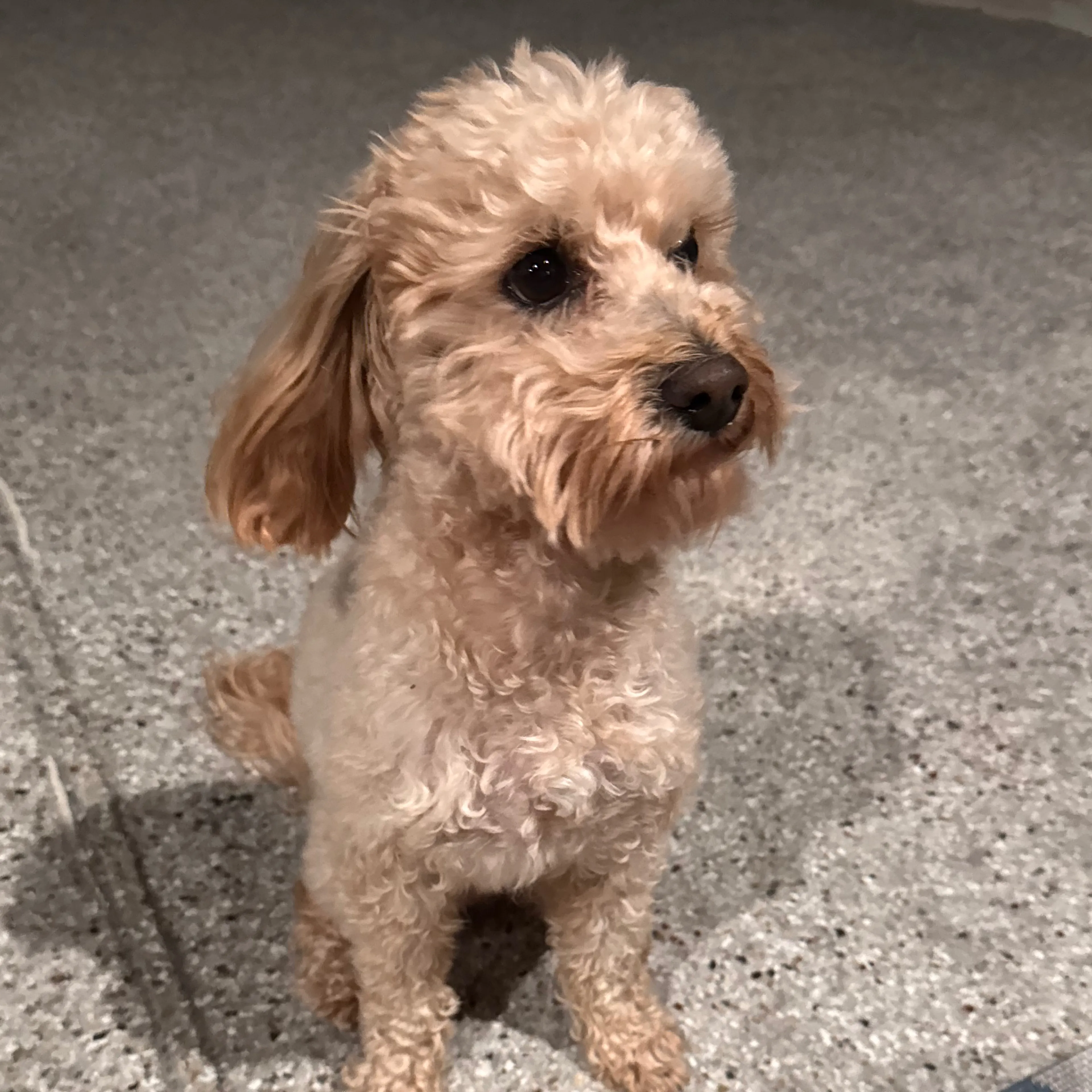Lost pet-1