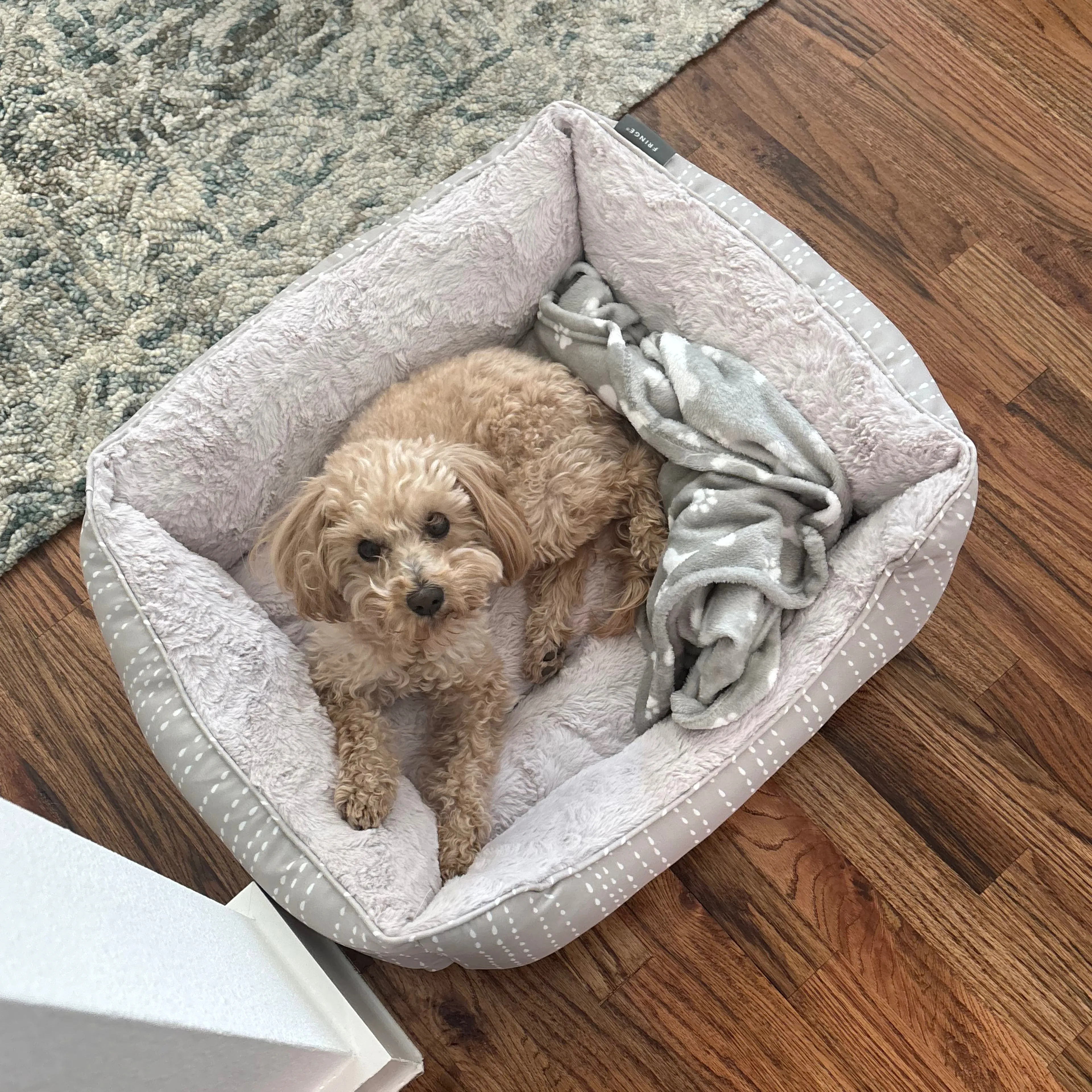 Lost pet-3