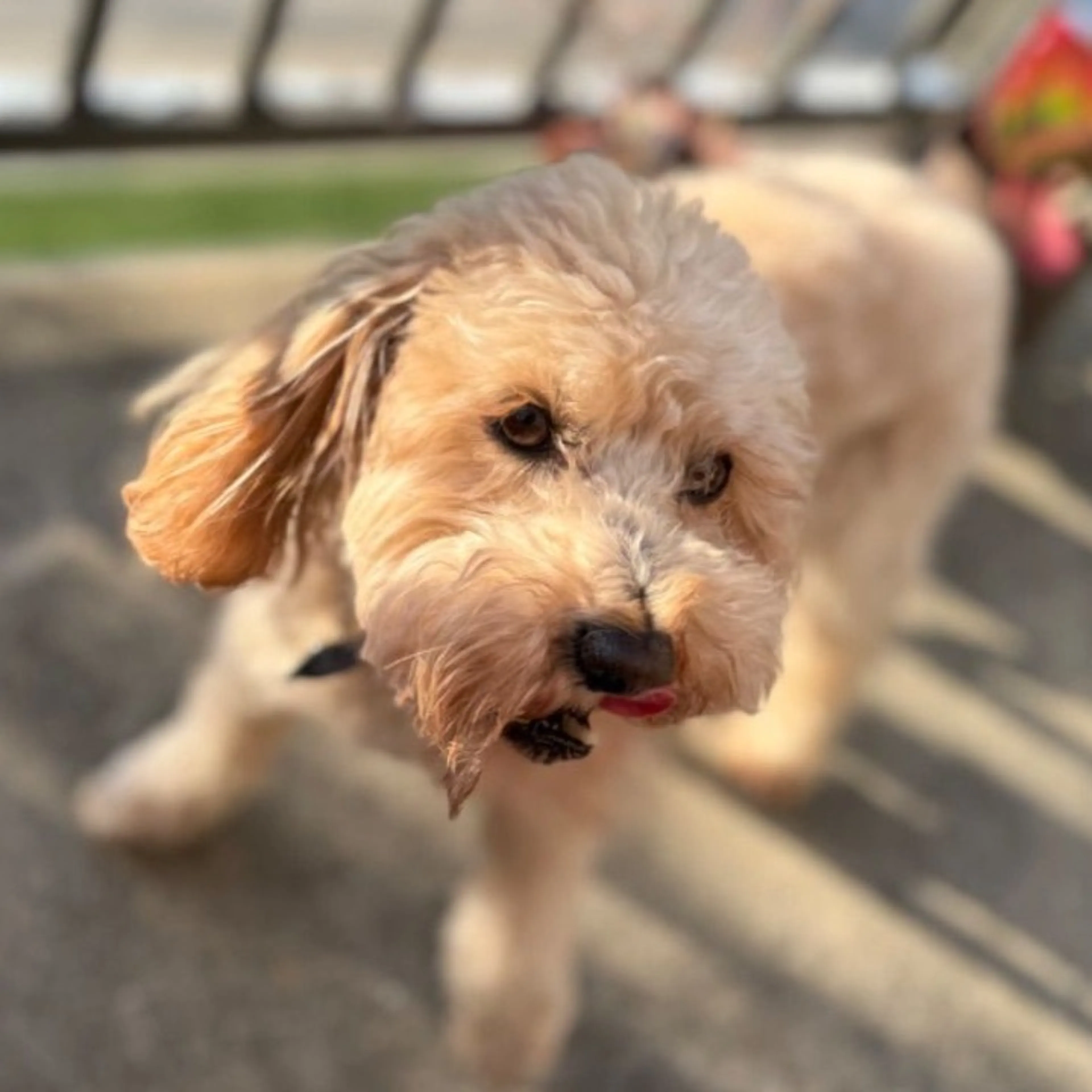 Lost pet-0