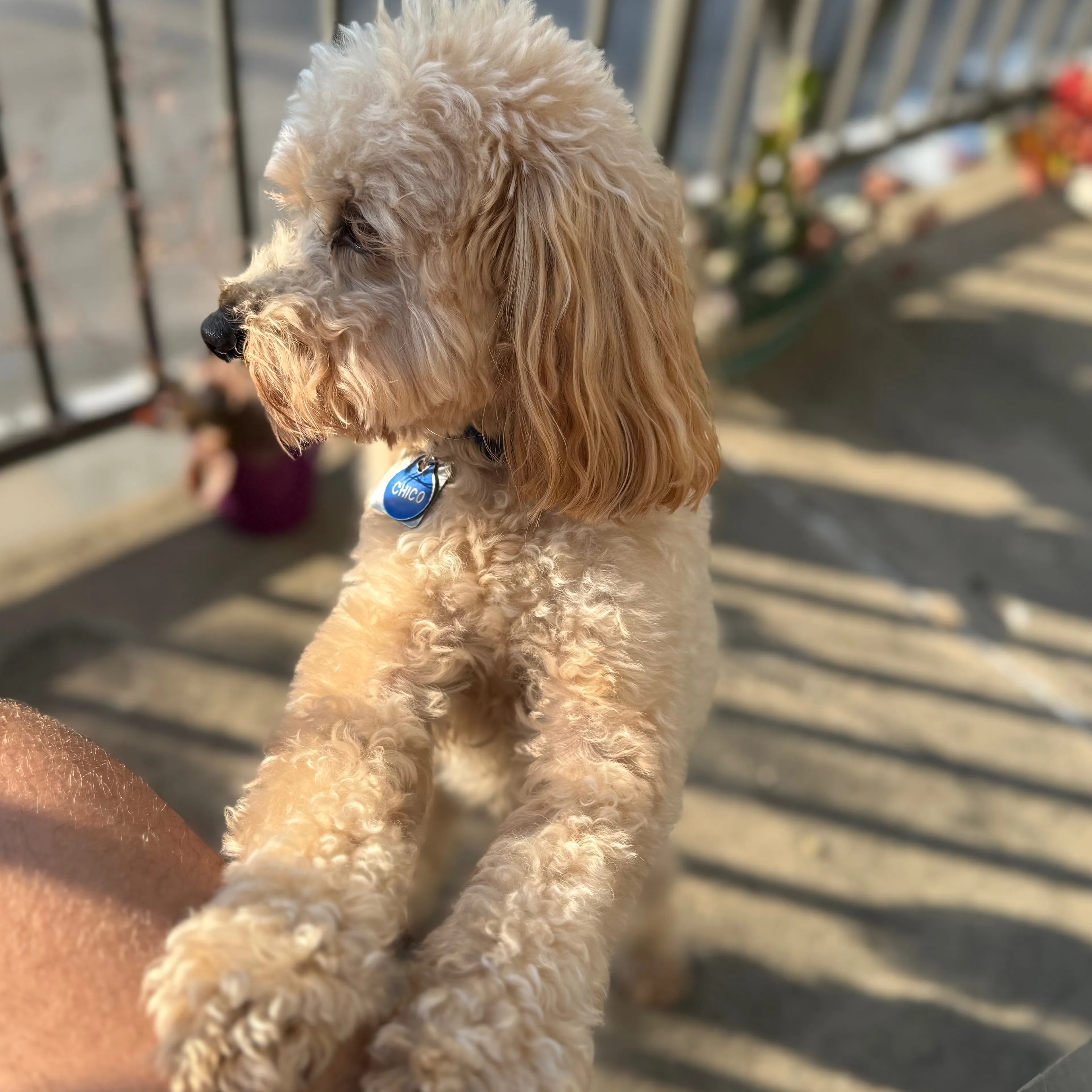 Lost pet-2