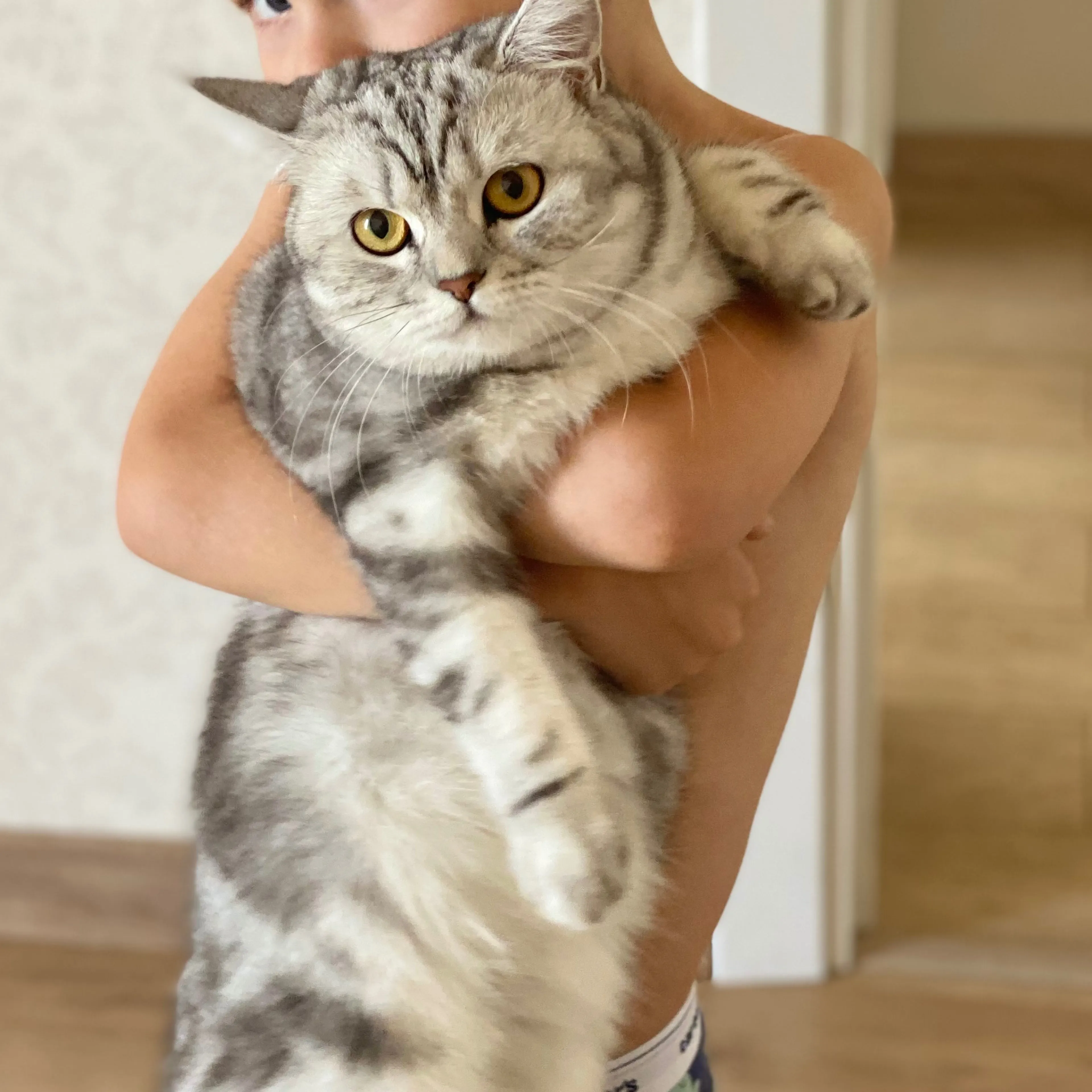 Lost pet-3
