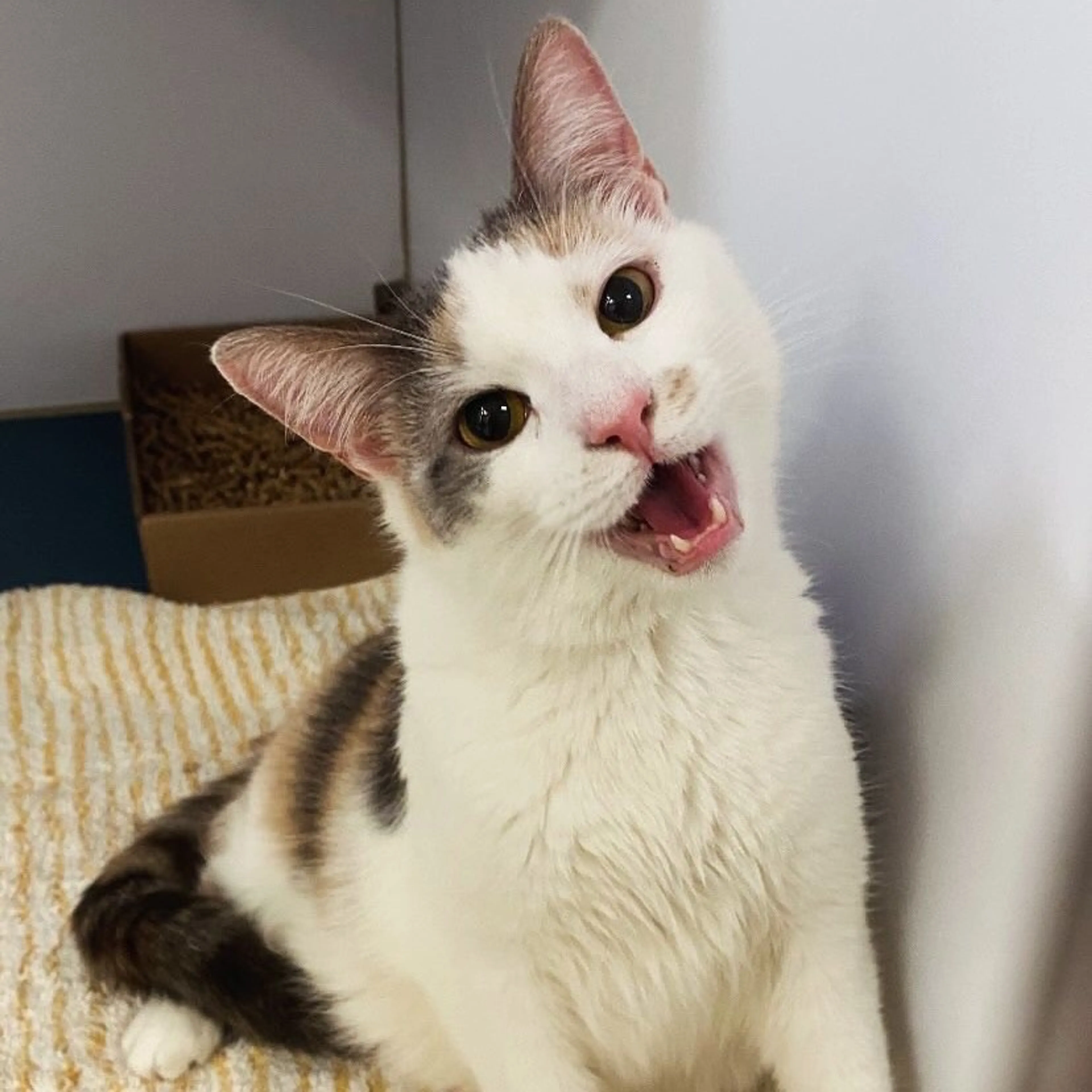 Found pet