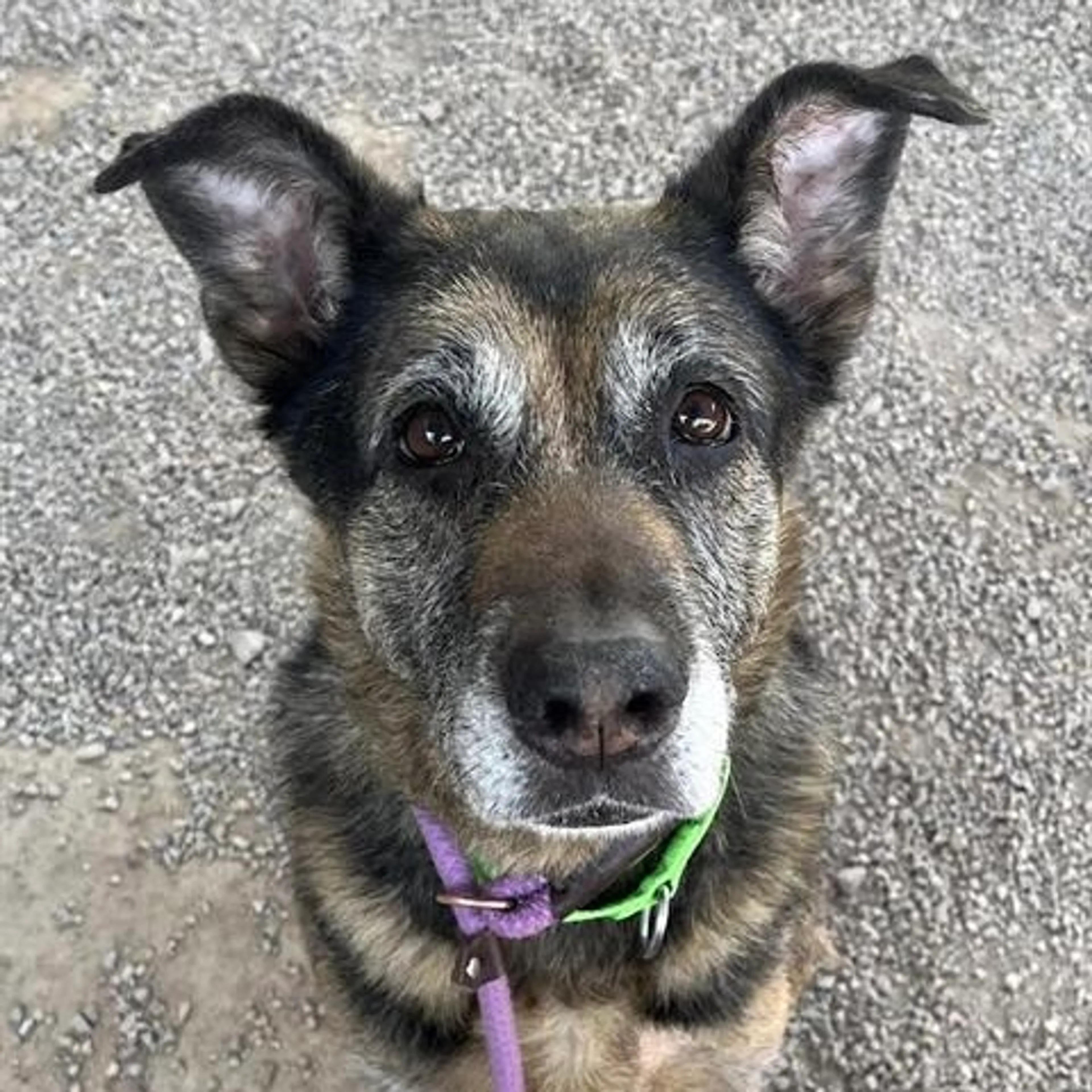 Found pet