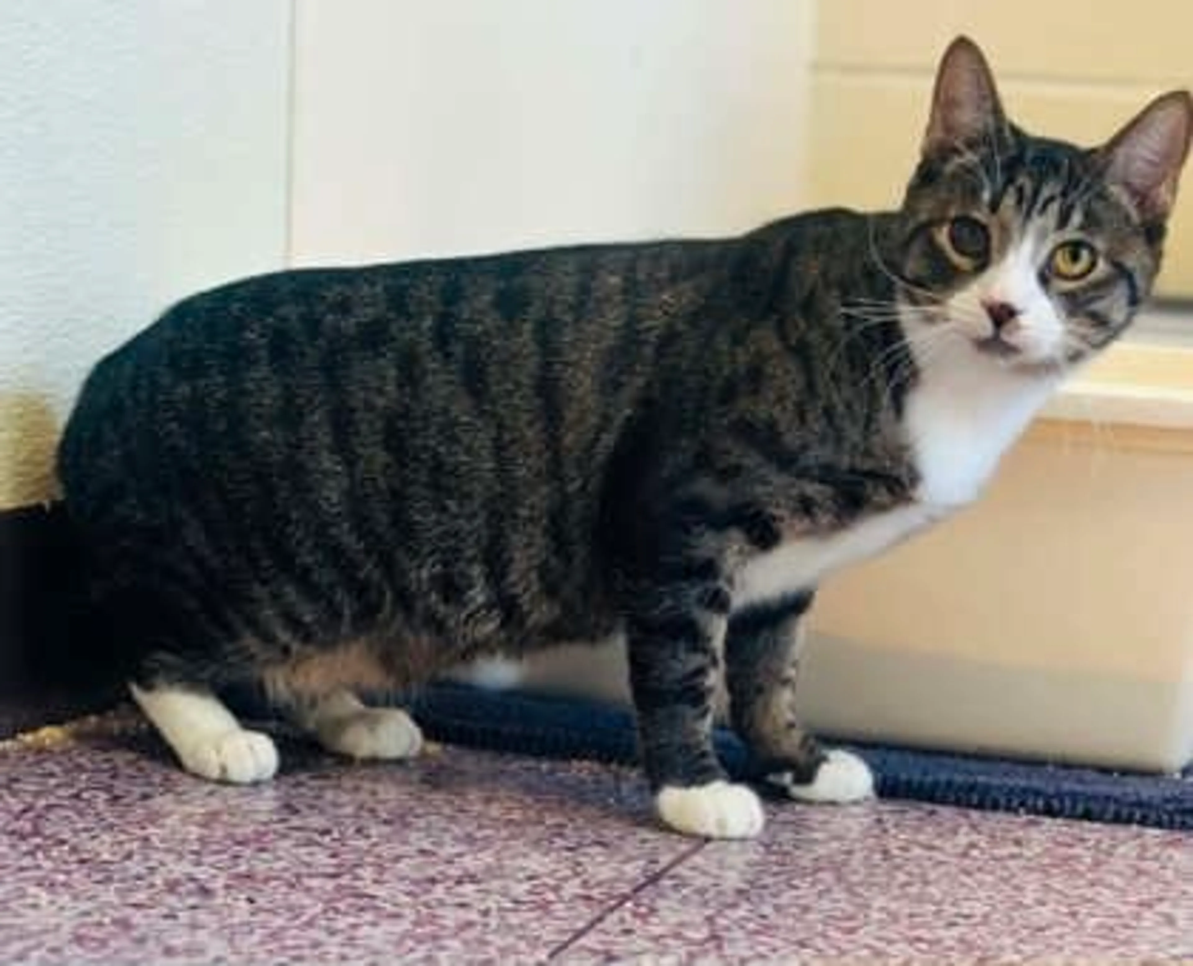 Found pet