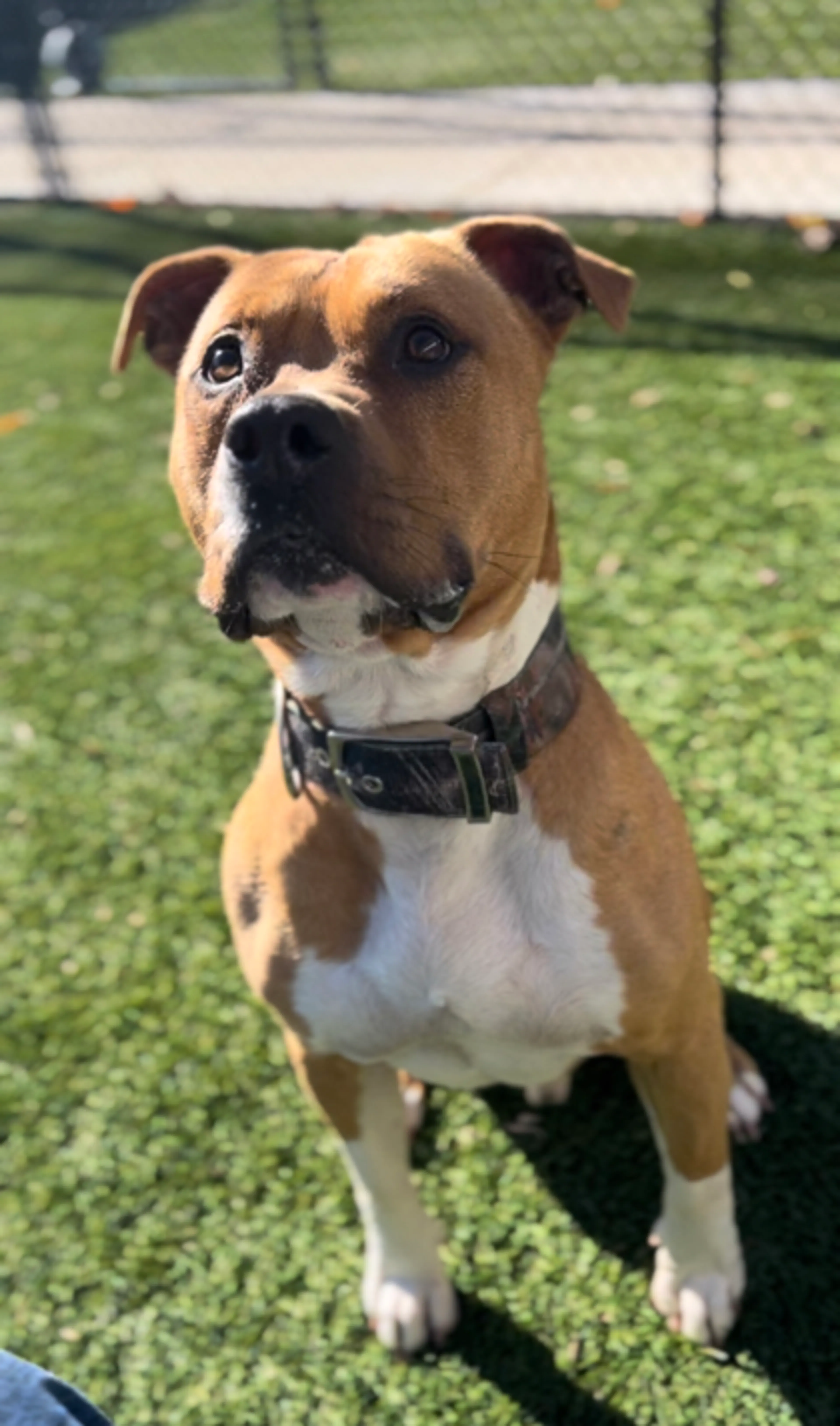 Found pet-2