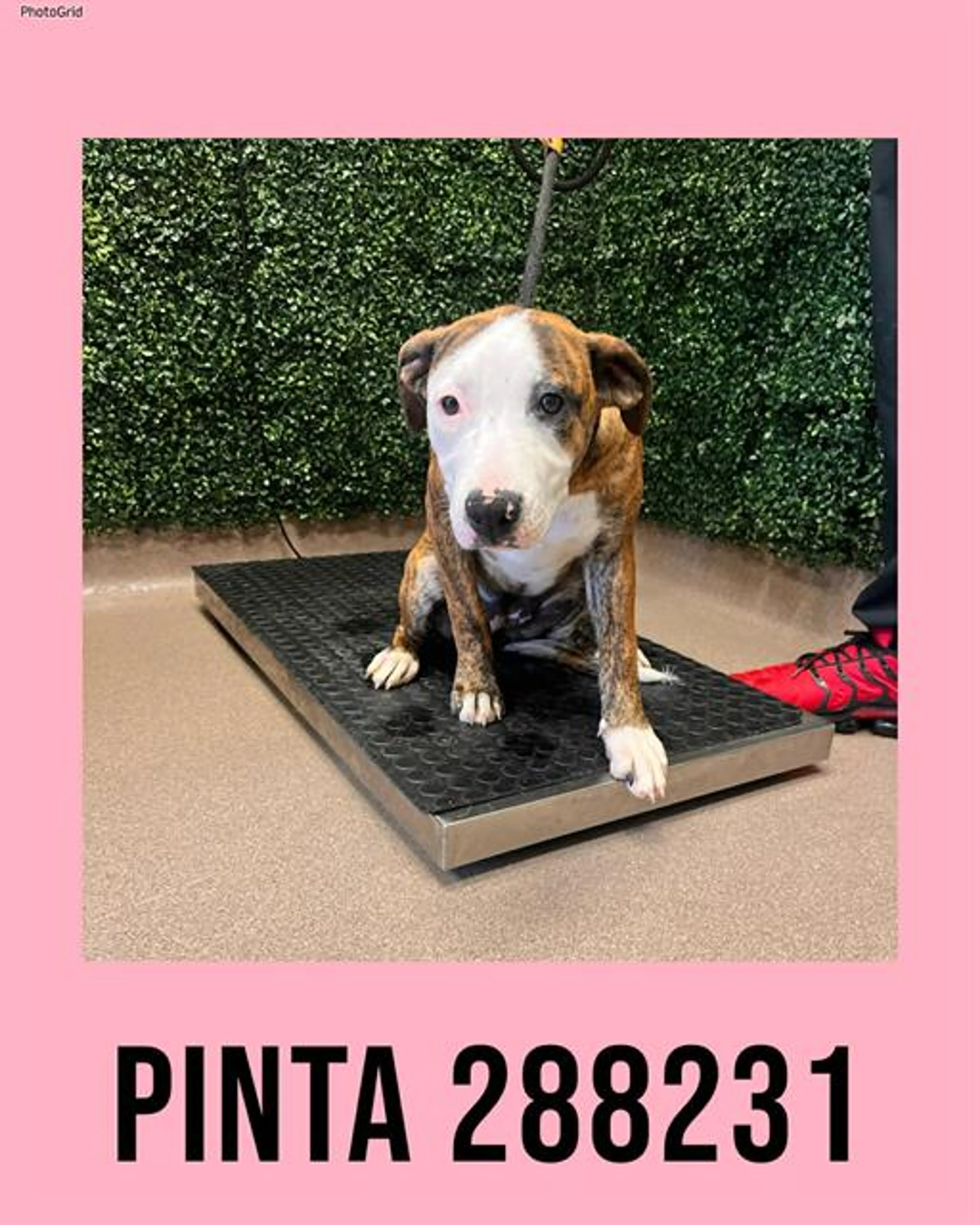 Found pet