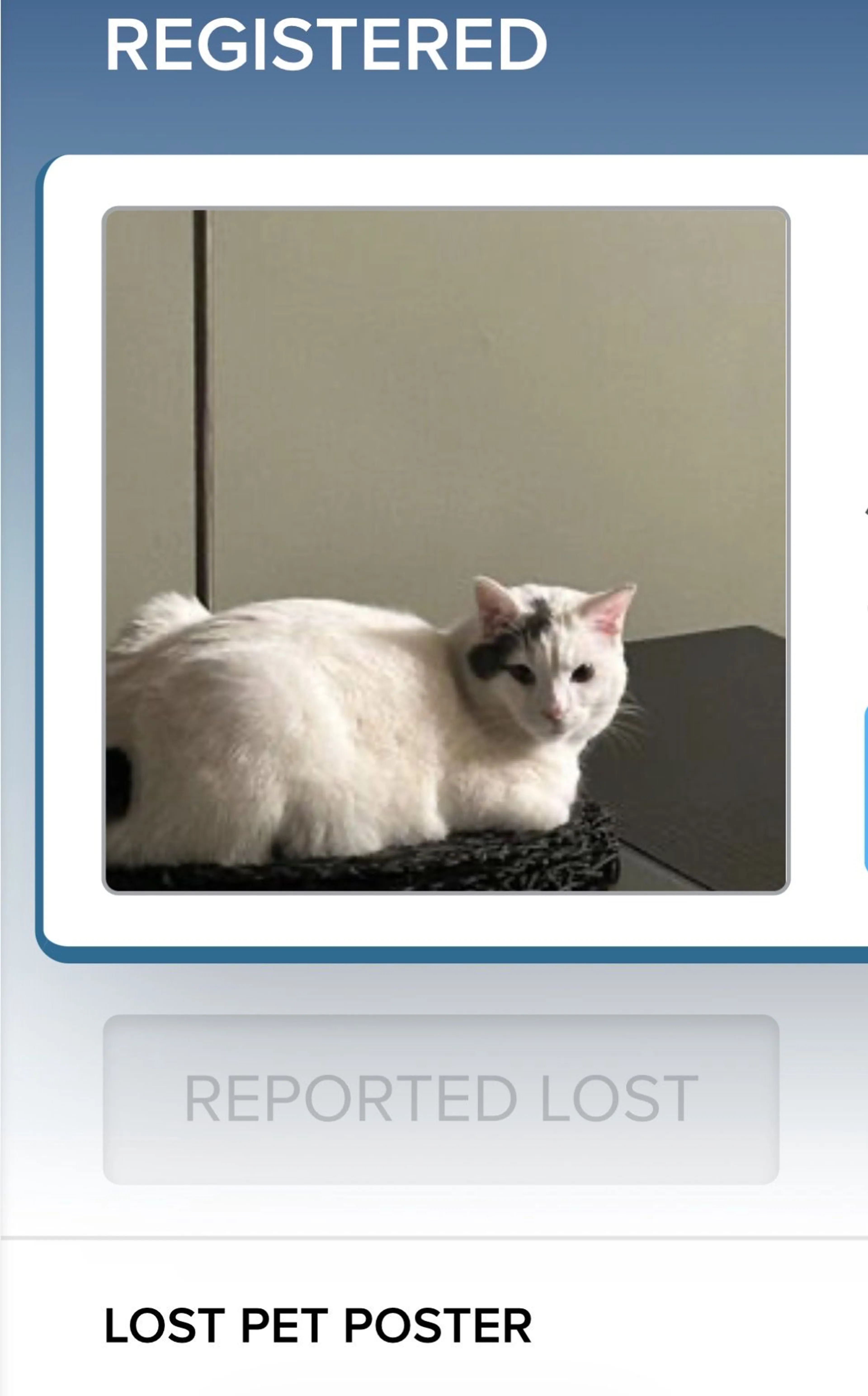 Lost pet