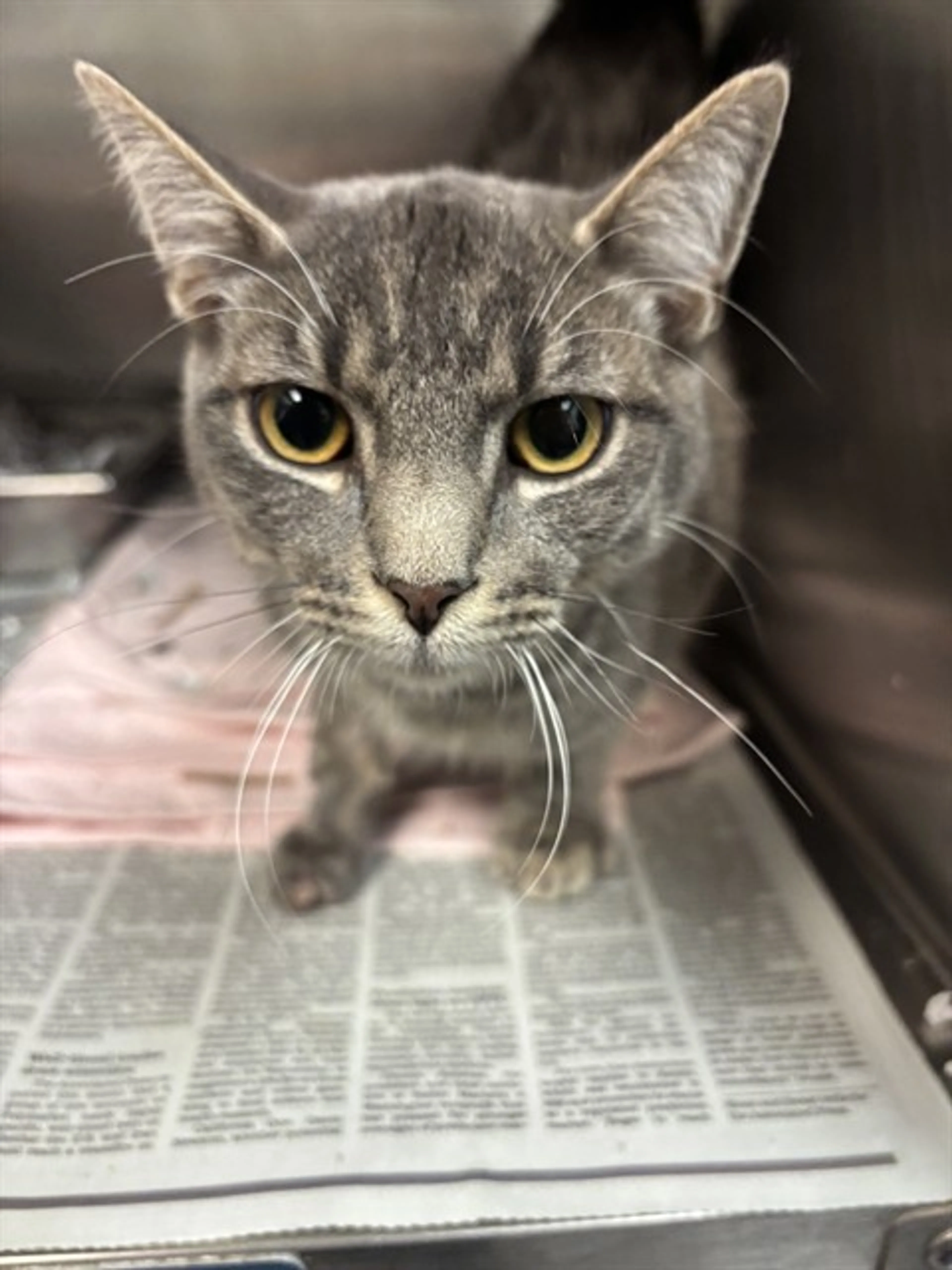 Found pet