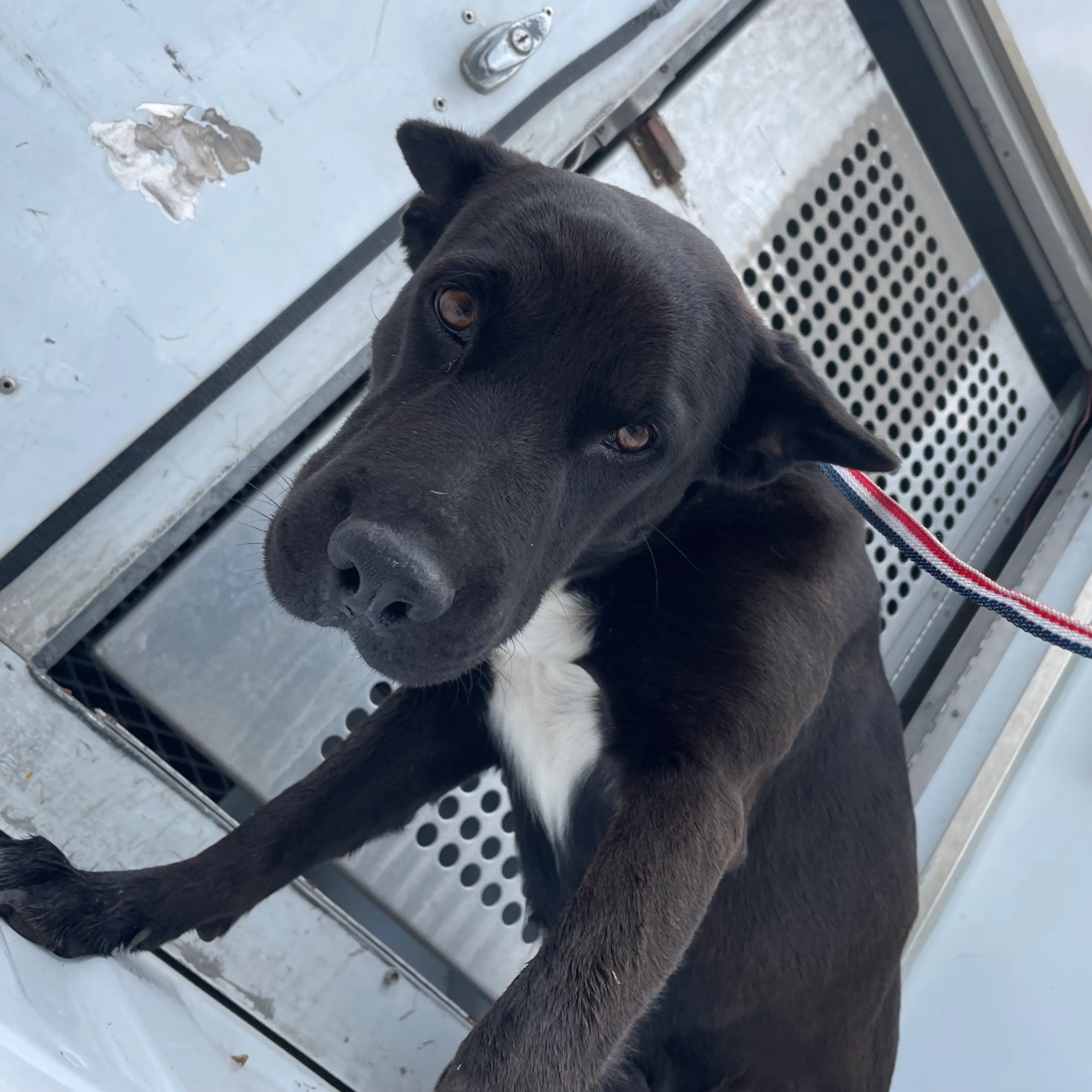 Found pet-1
