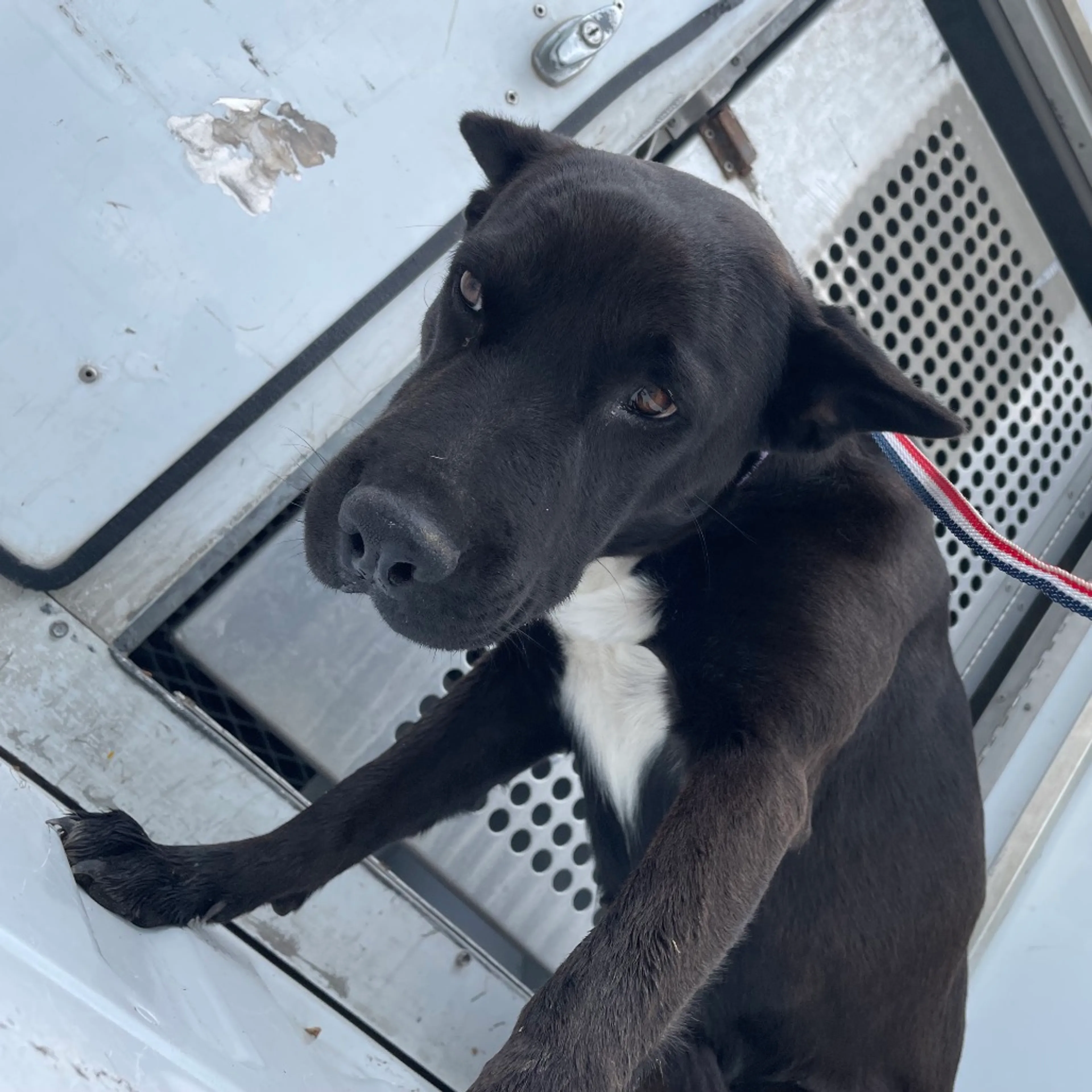 Found pet-2