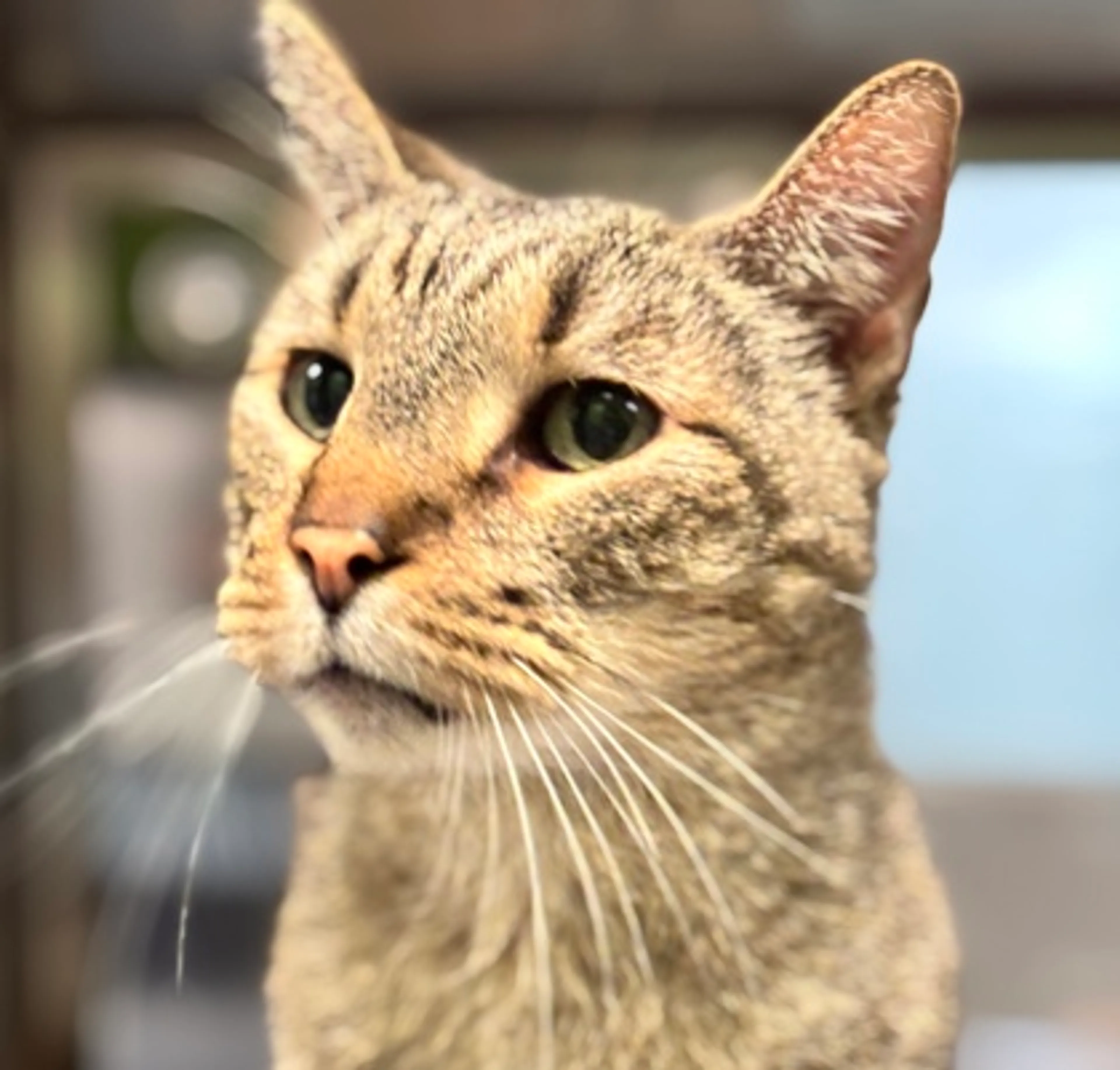Found pet-1