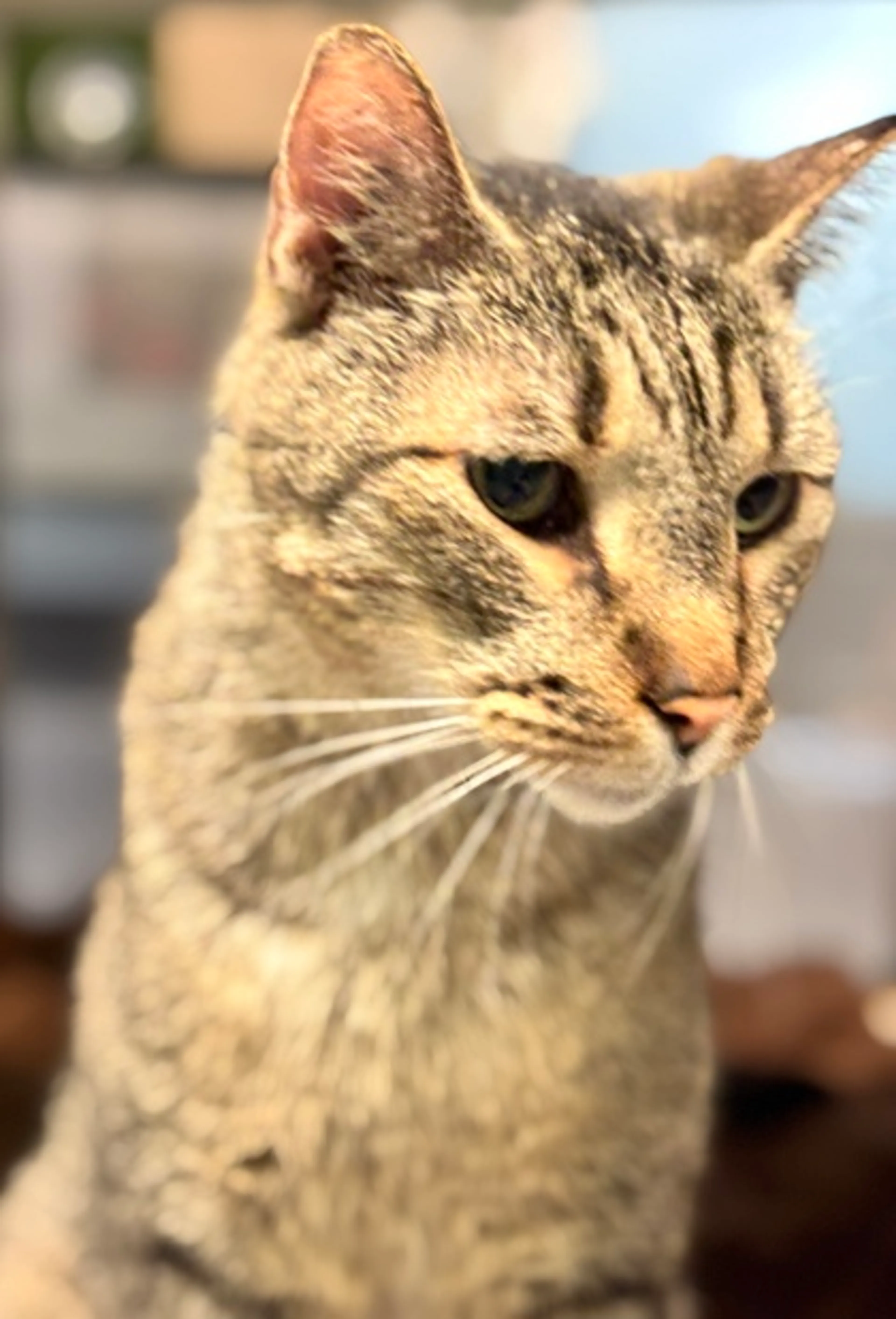 Found pet-2