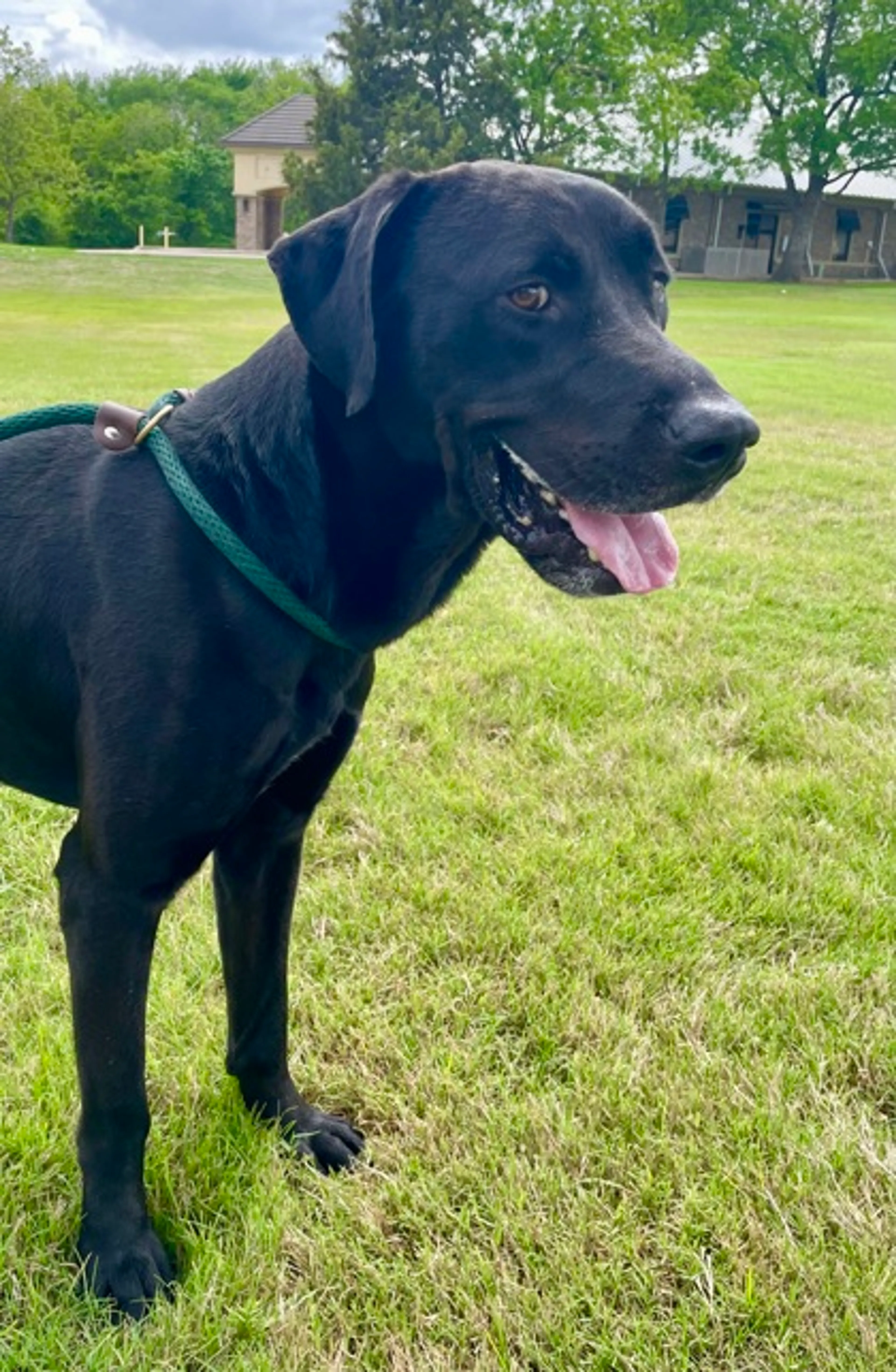 Found pet-2