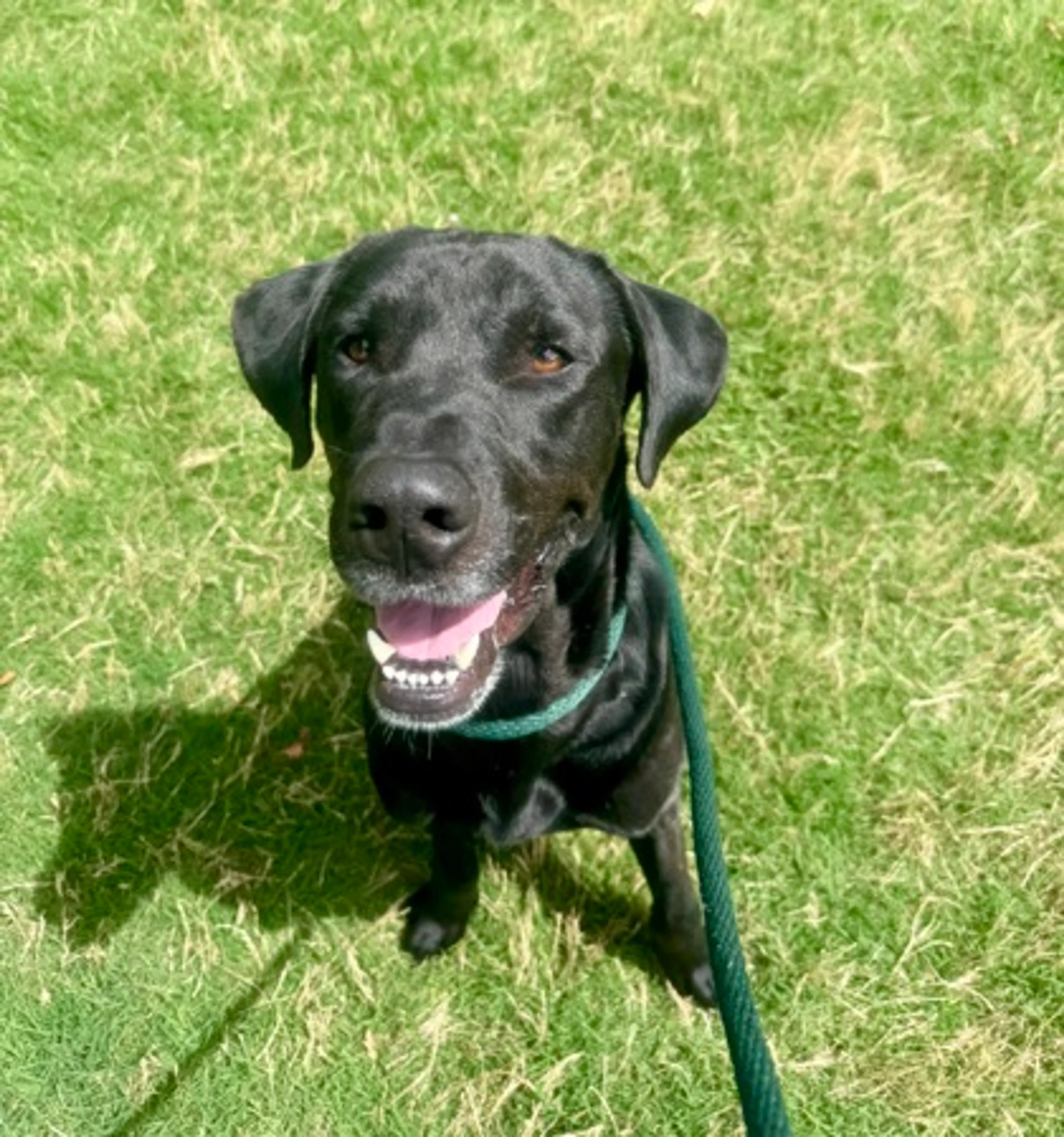 Found pet-1