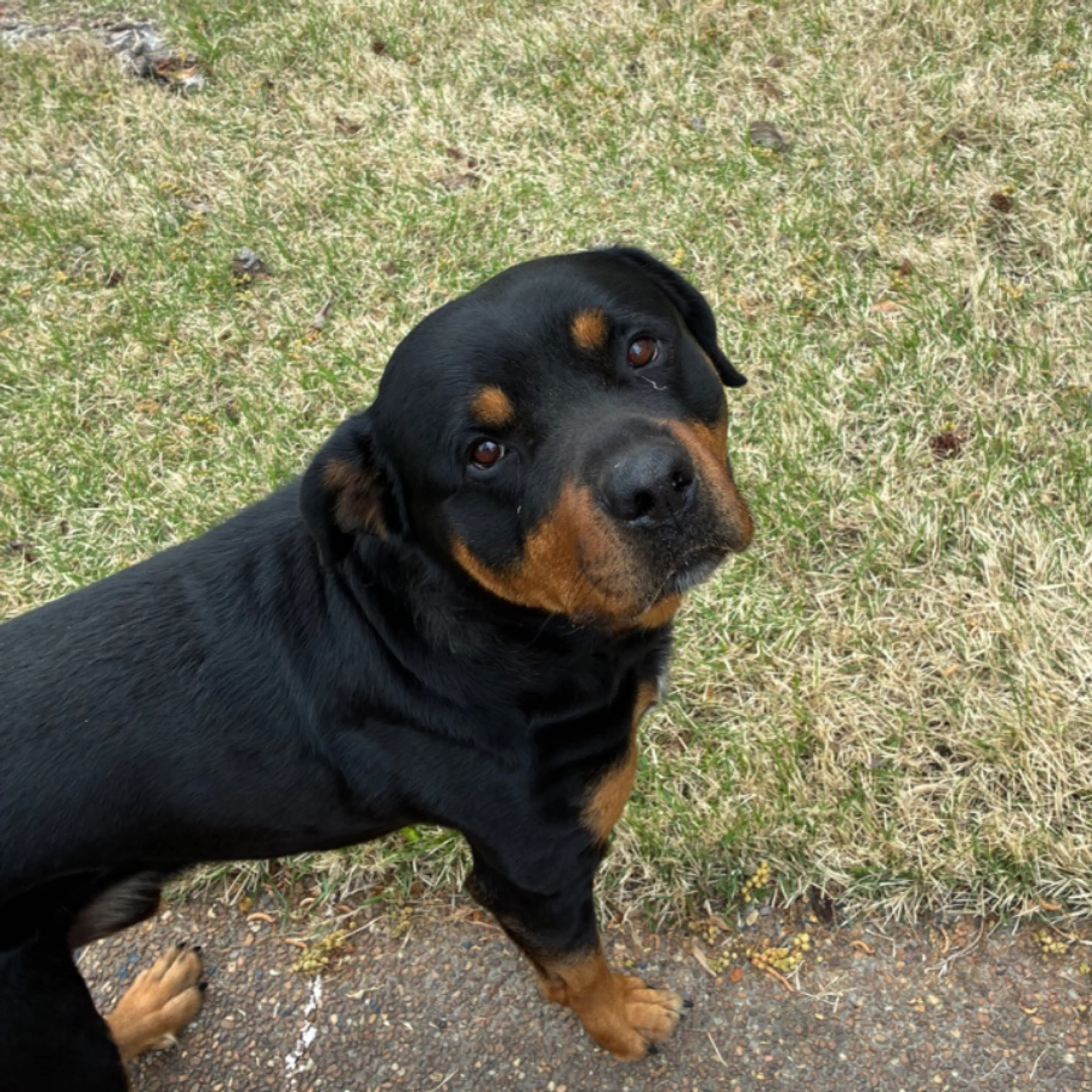 Found pet