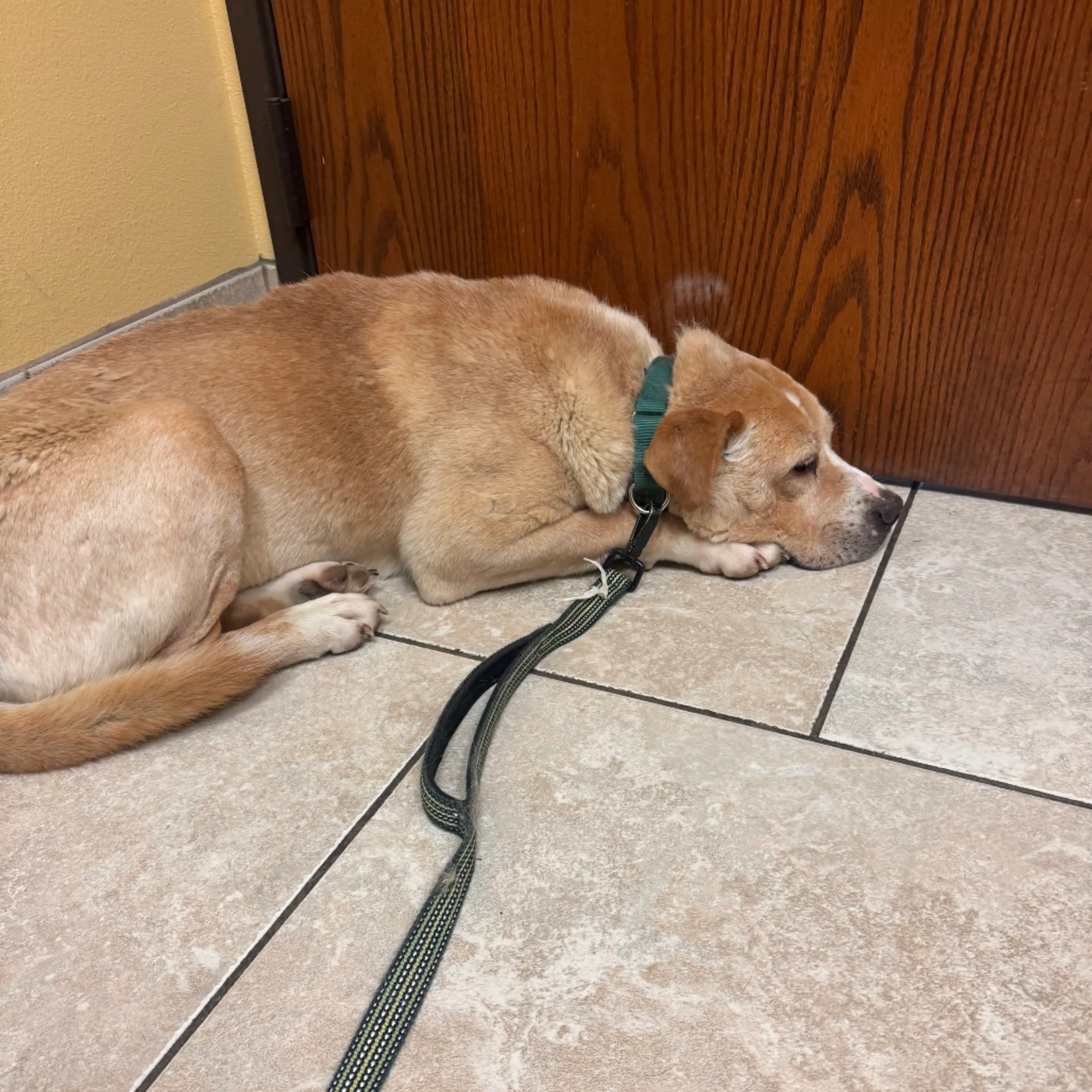 Found pet-8
