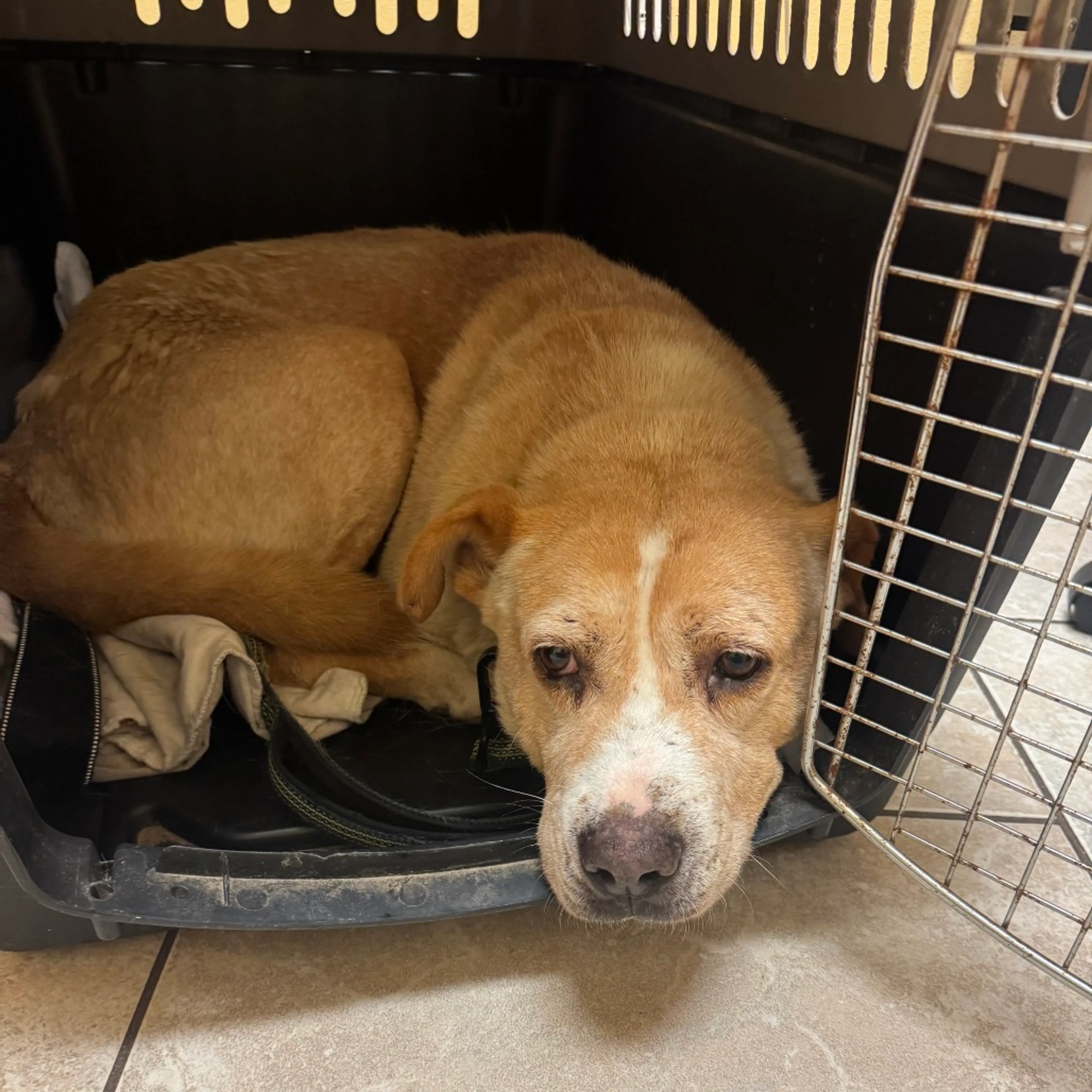 Found pet-6