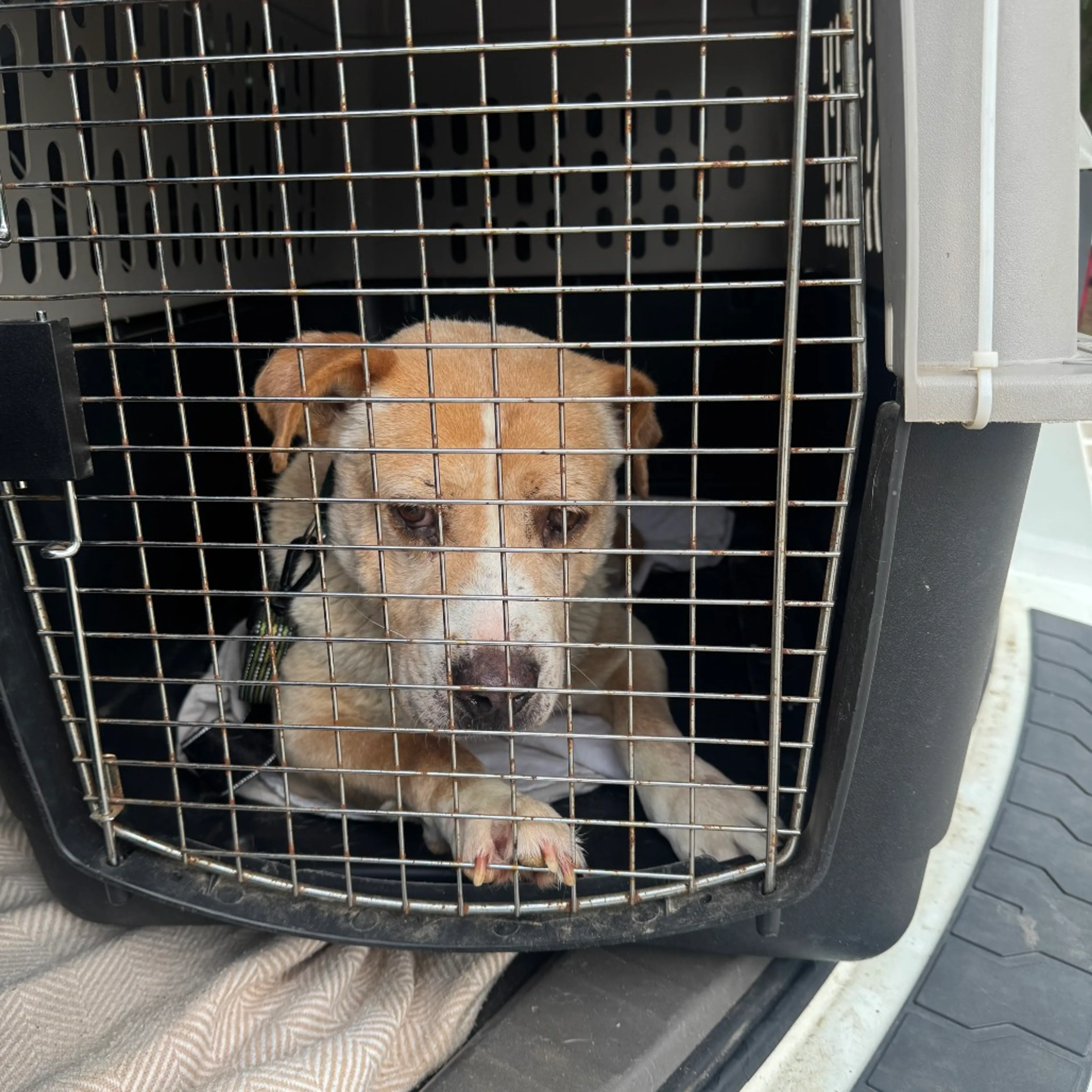 Found pet-7