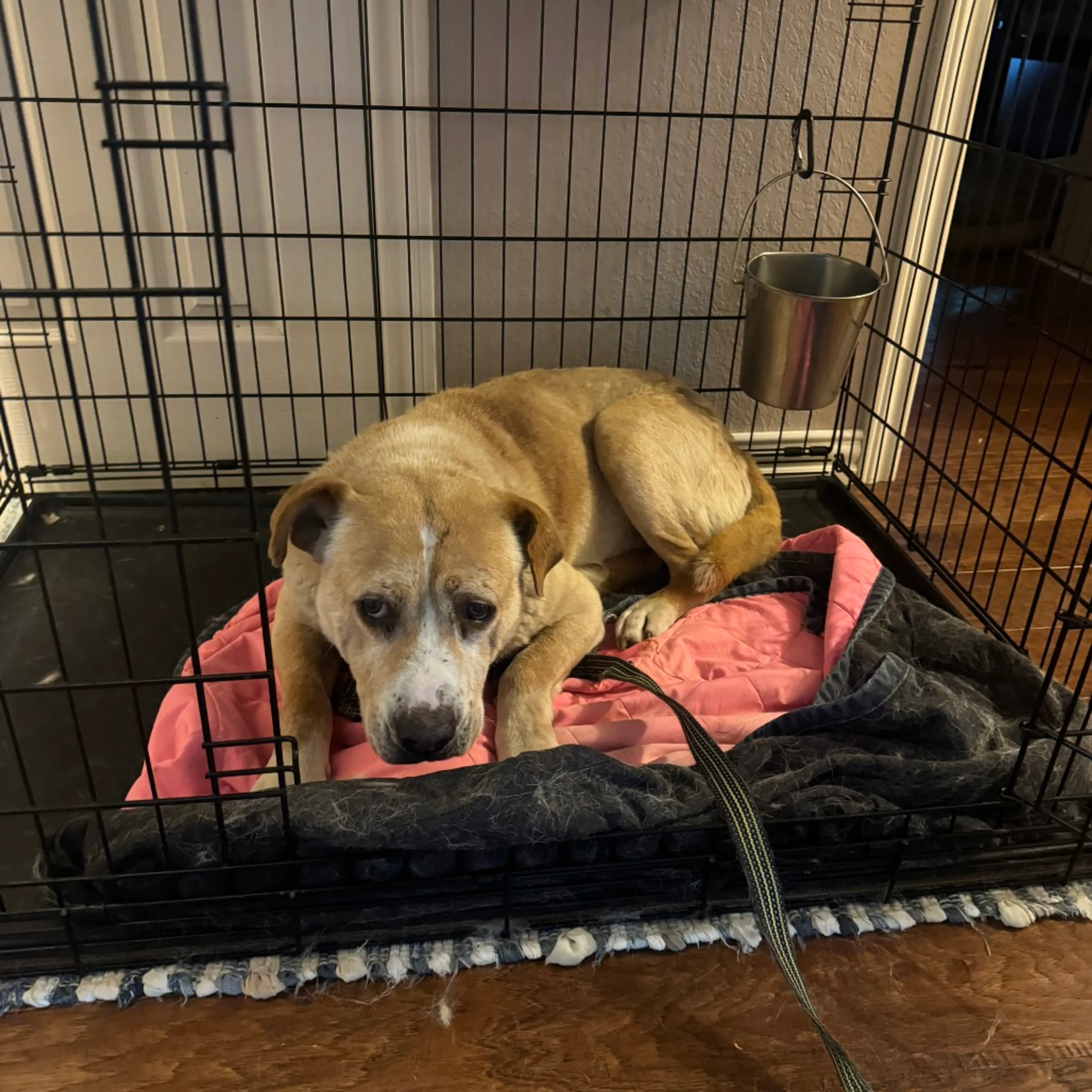 Found pet-5