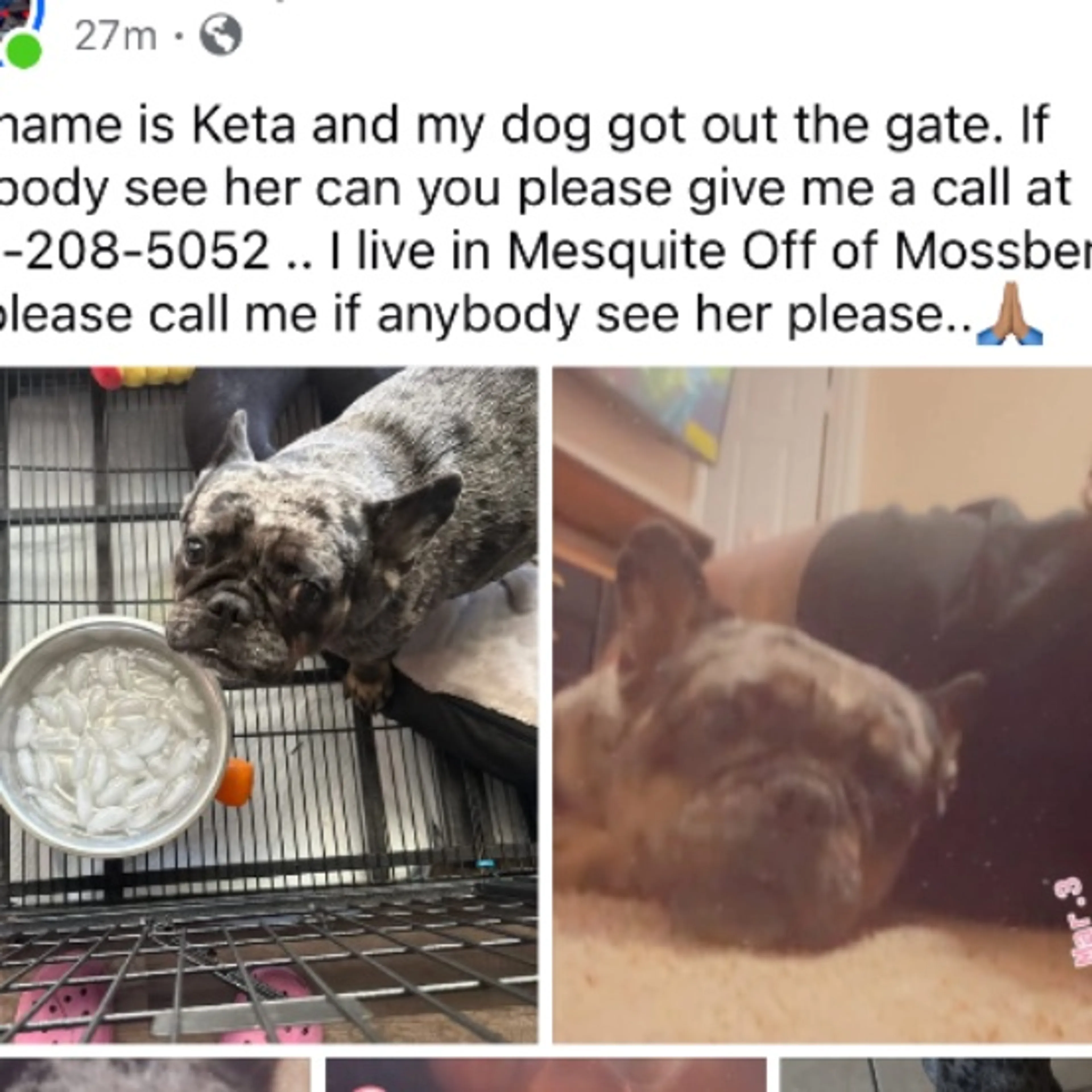 Lost pet