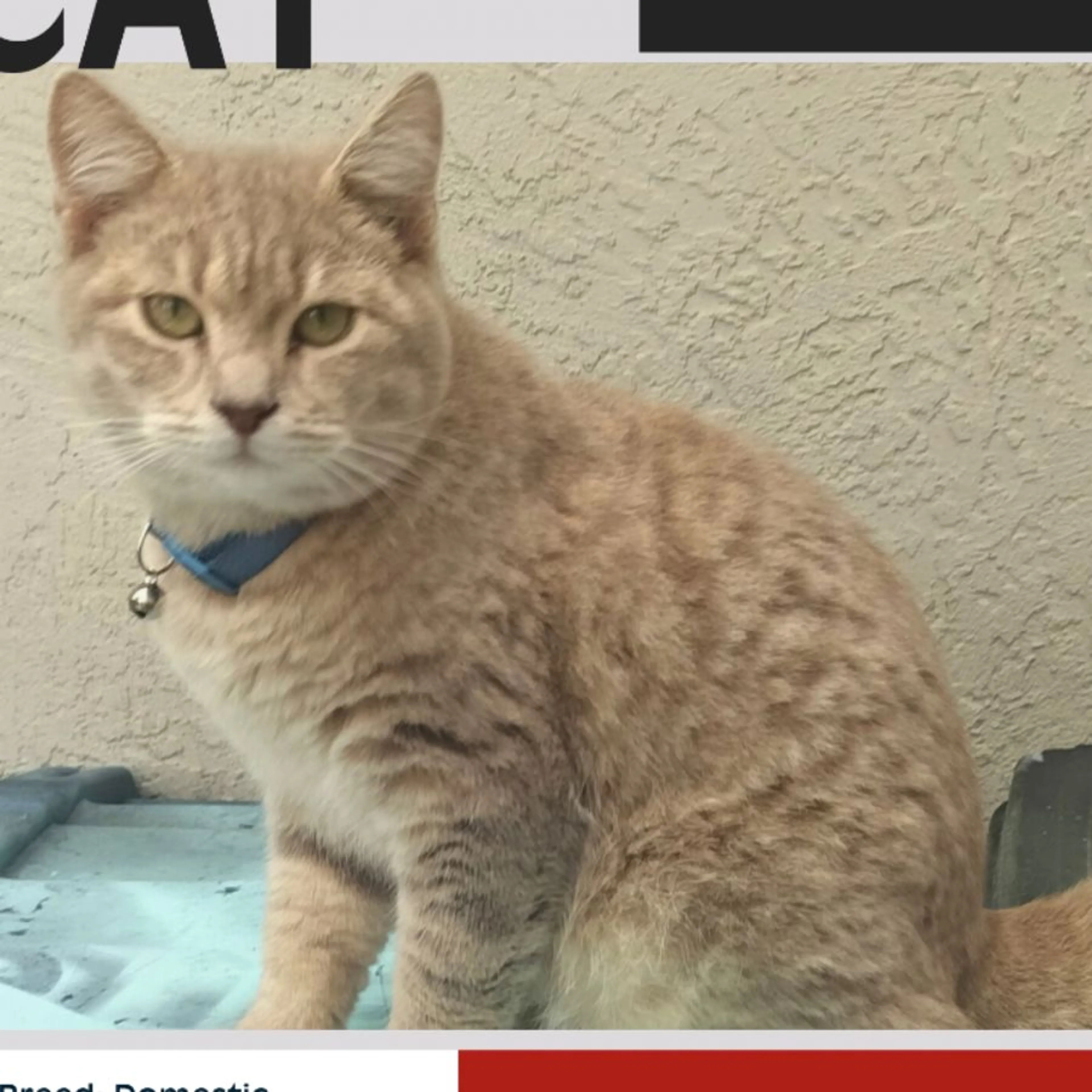Lost pet