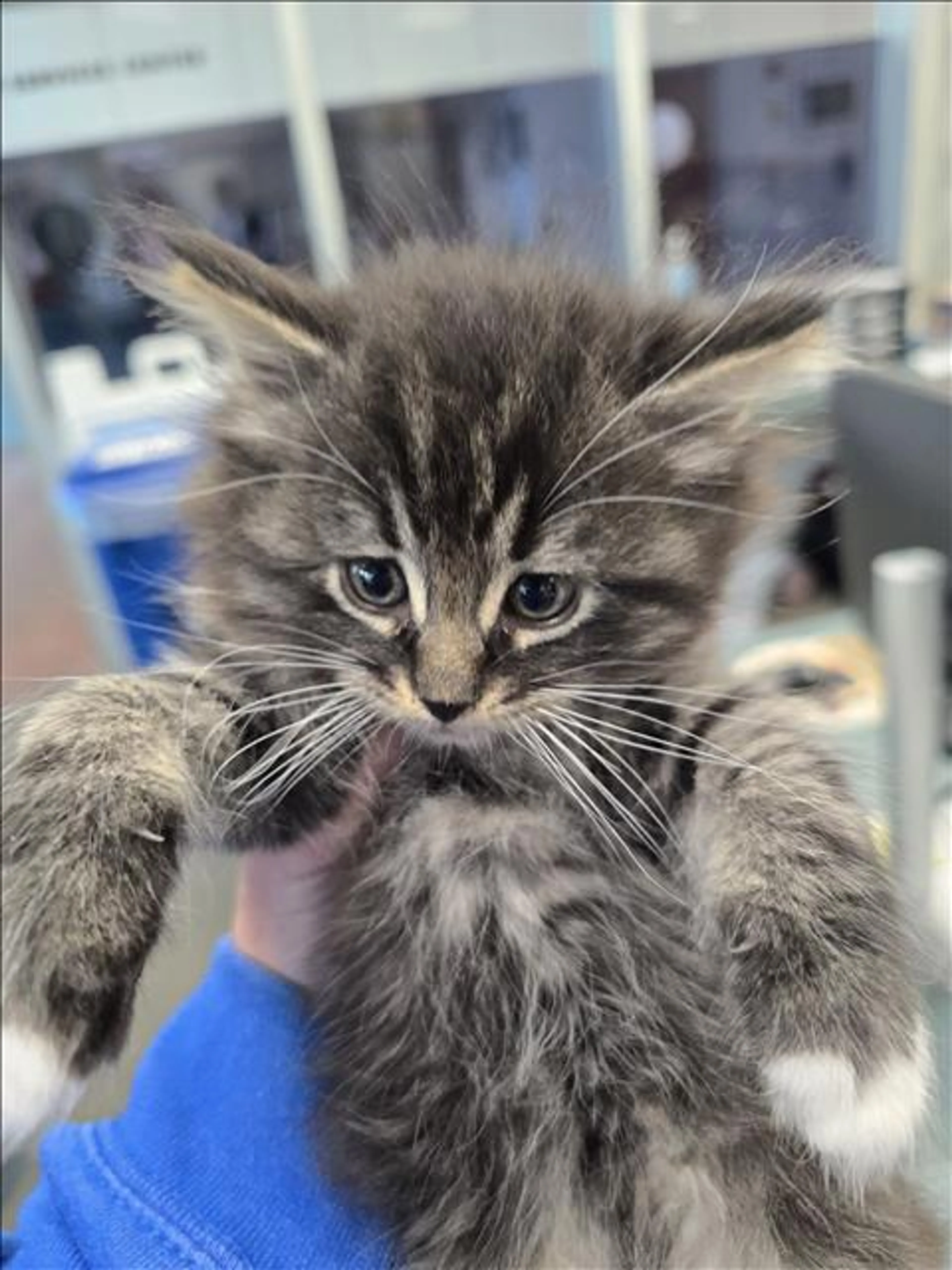 Found pet