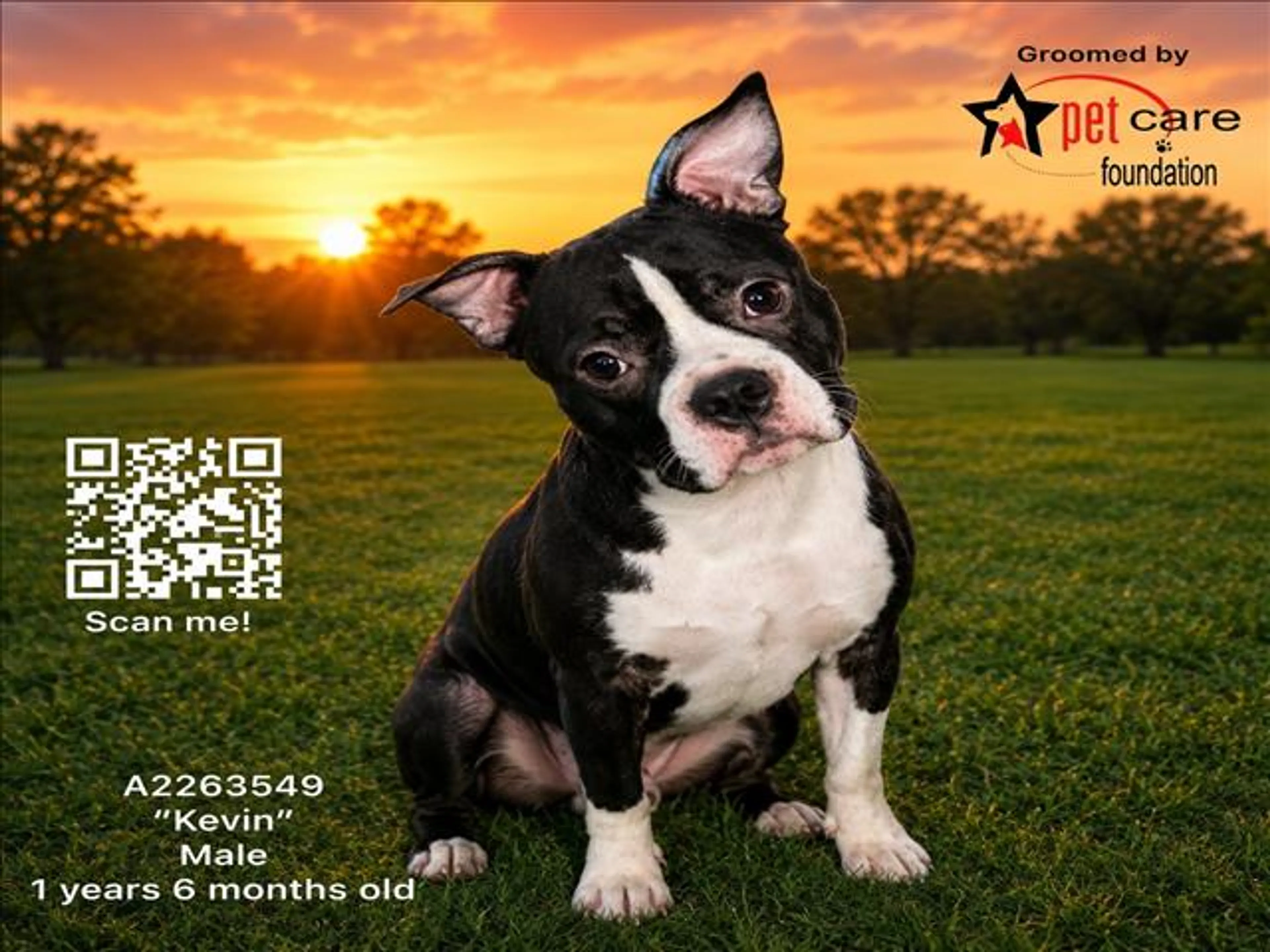 Found pet