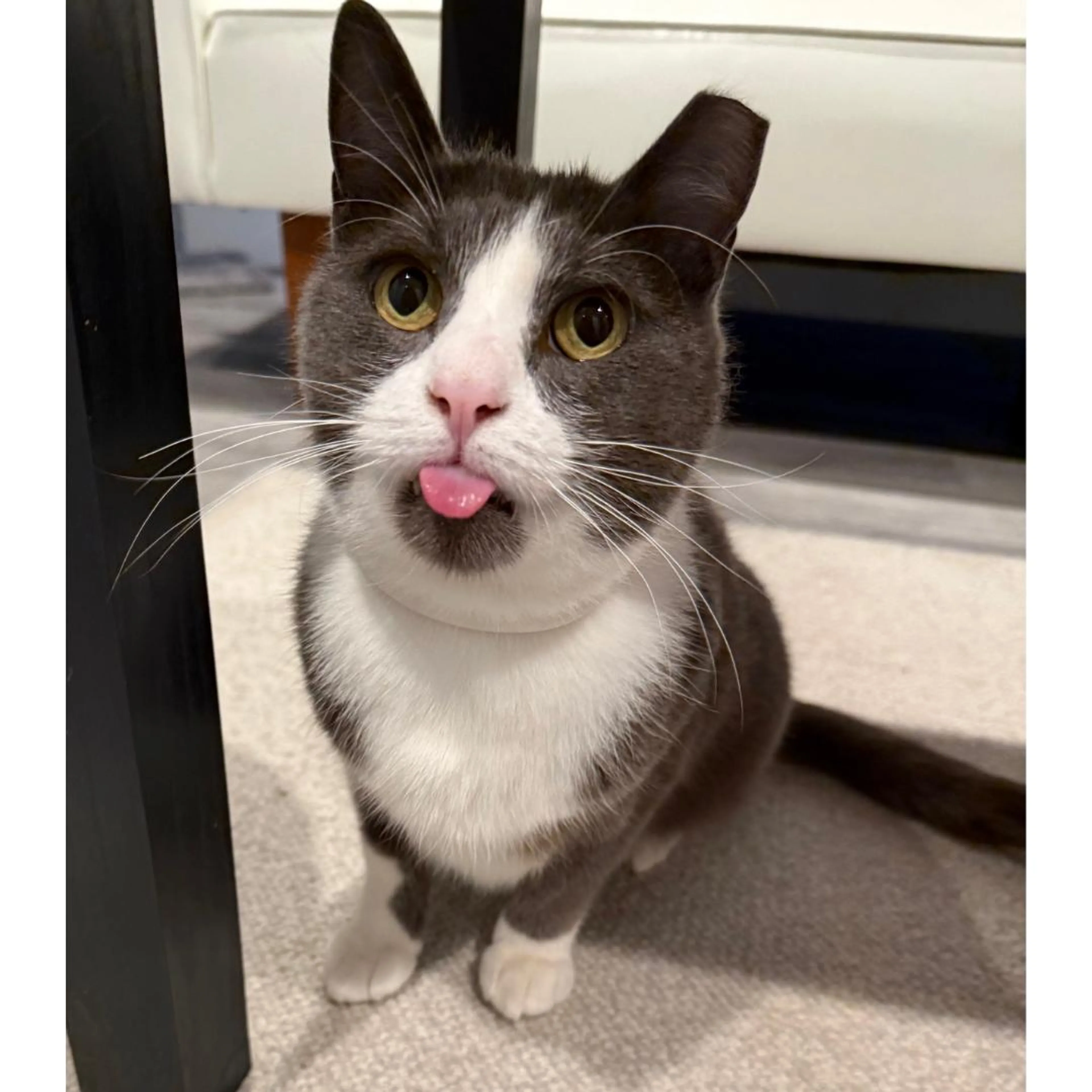 Found pet-4