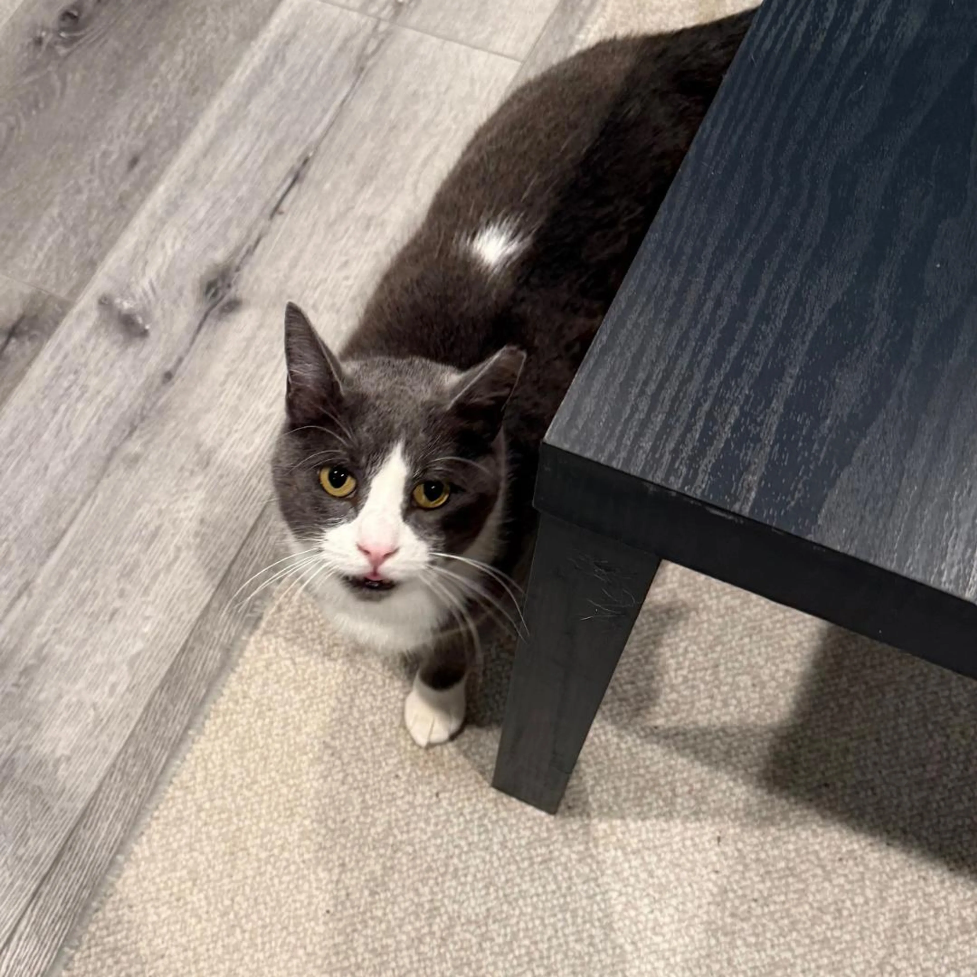 Found pet-1