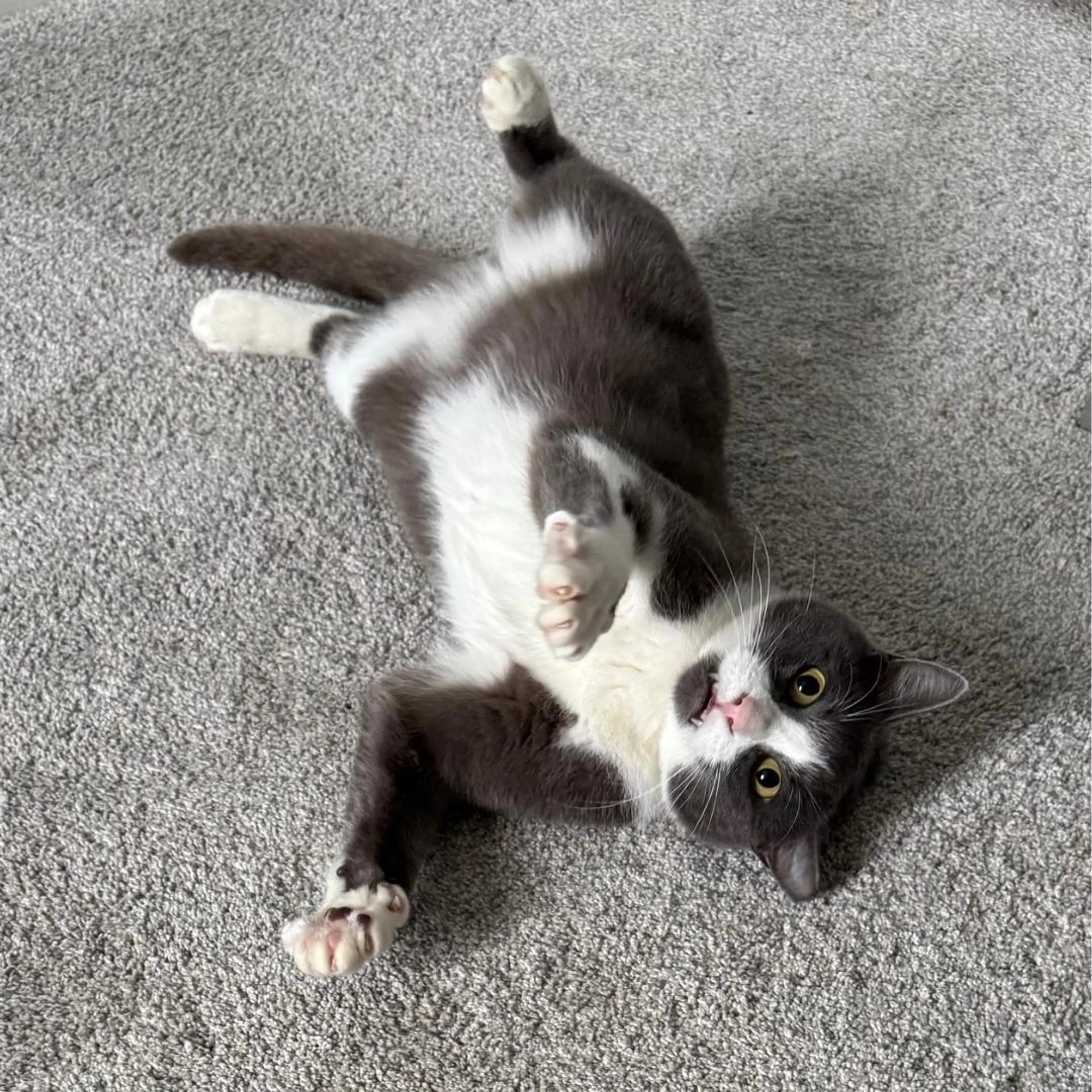 Found pet-3