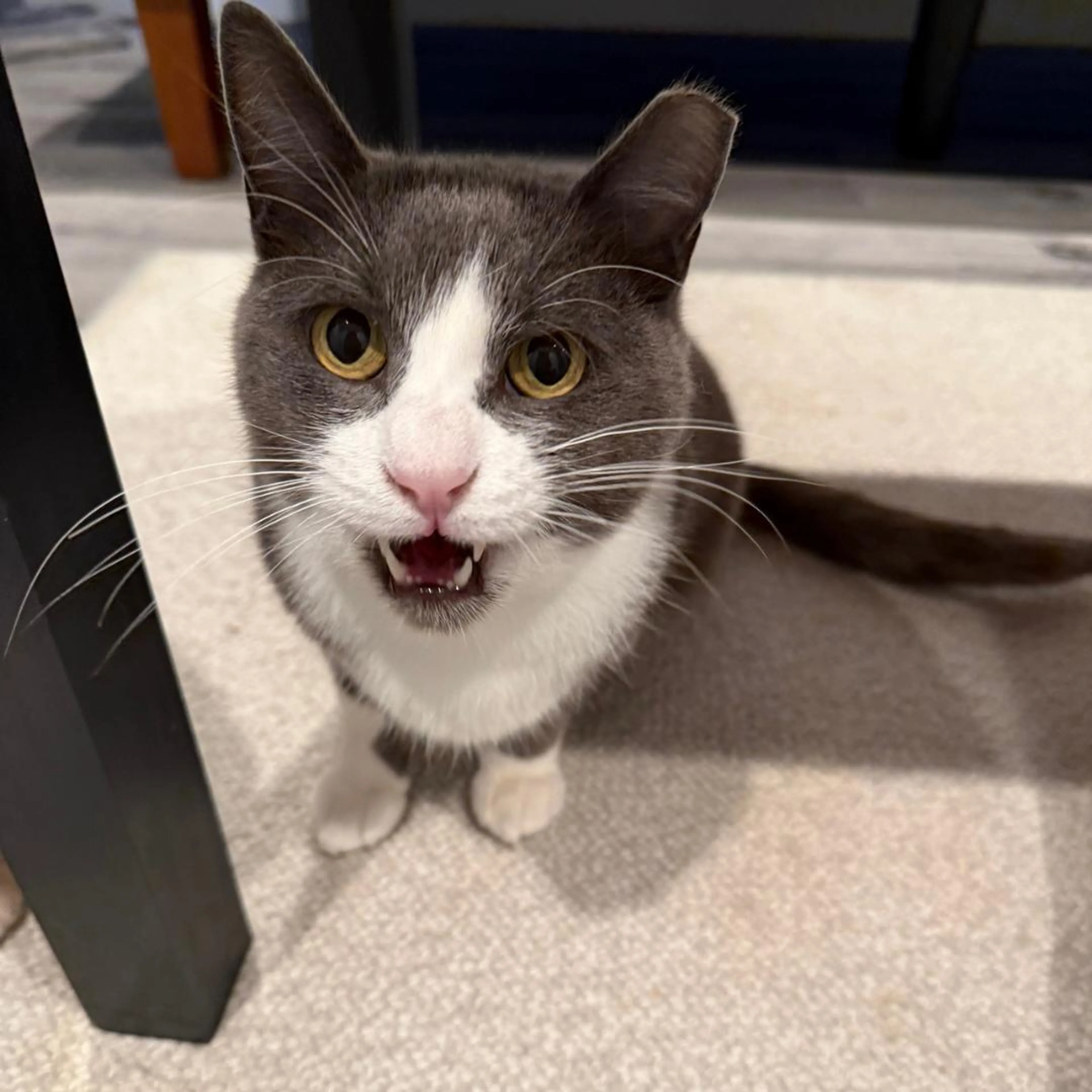 Found pet-2