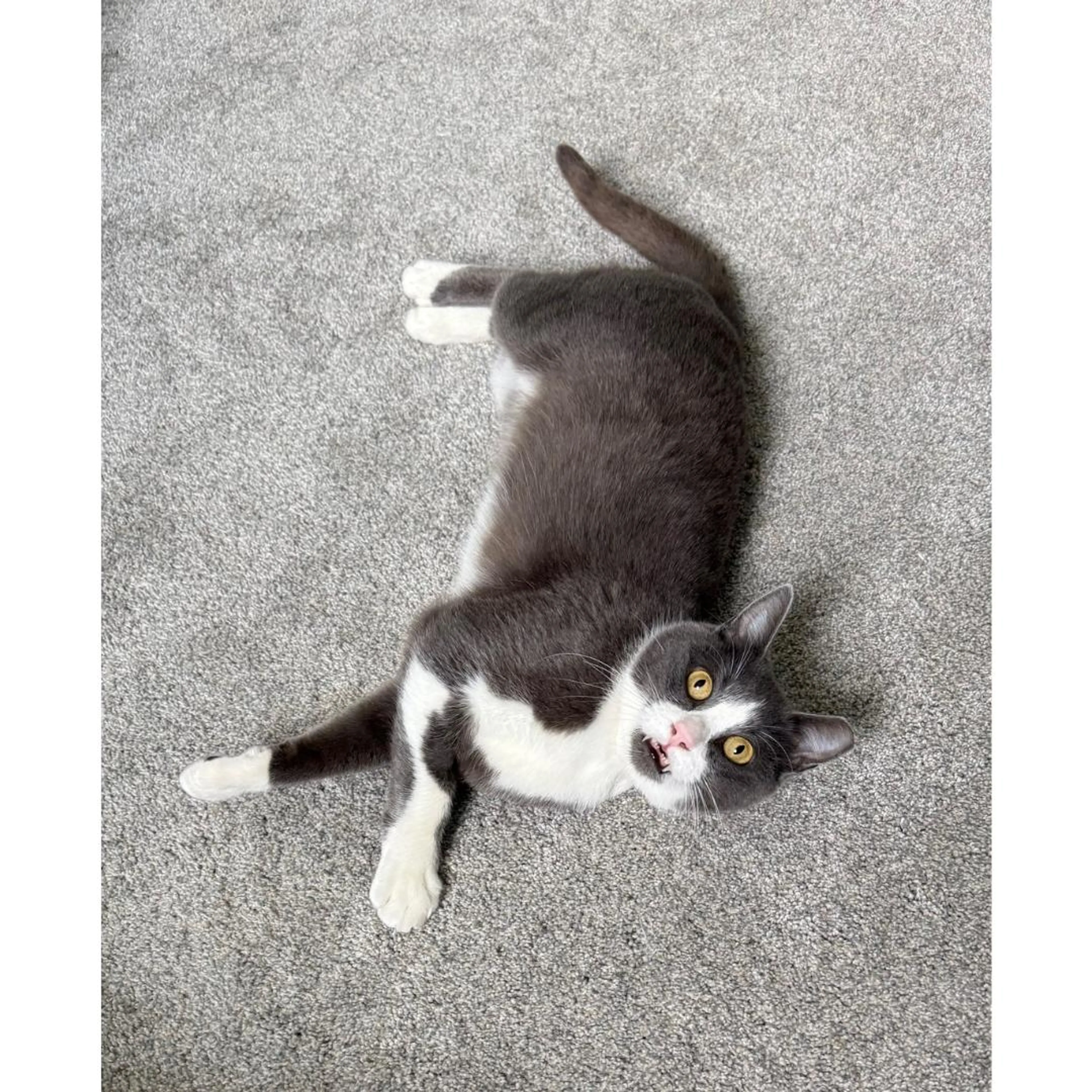 Found pet-0