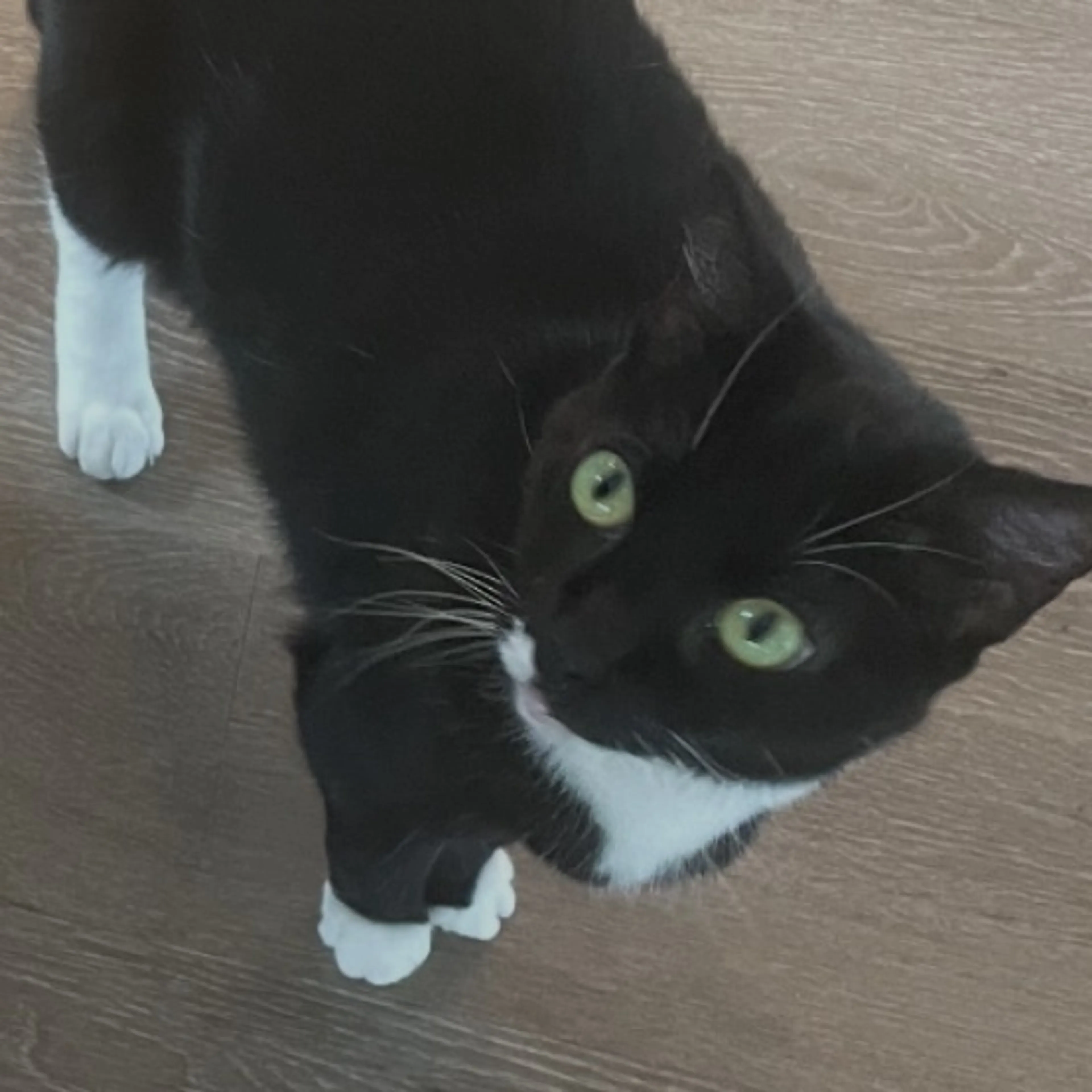 Lost pet-0