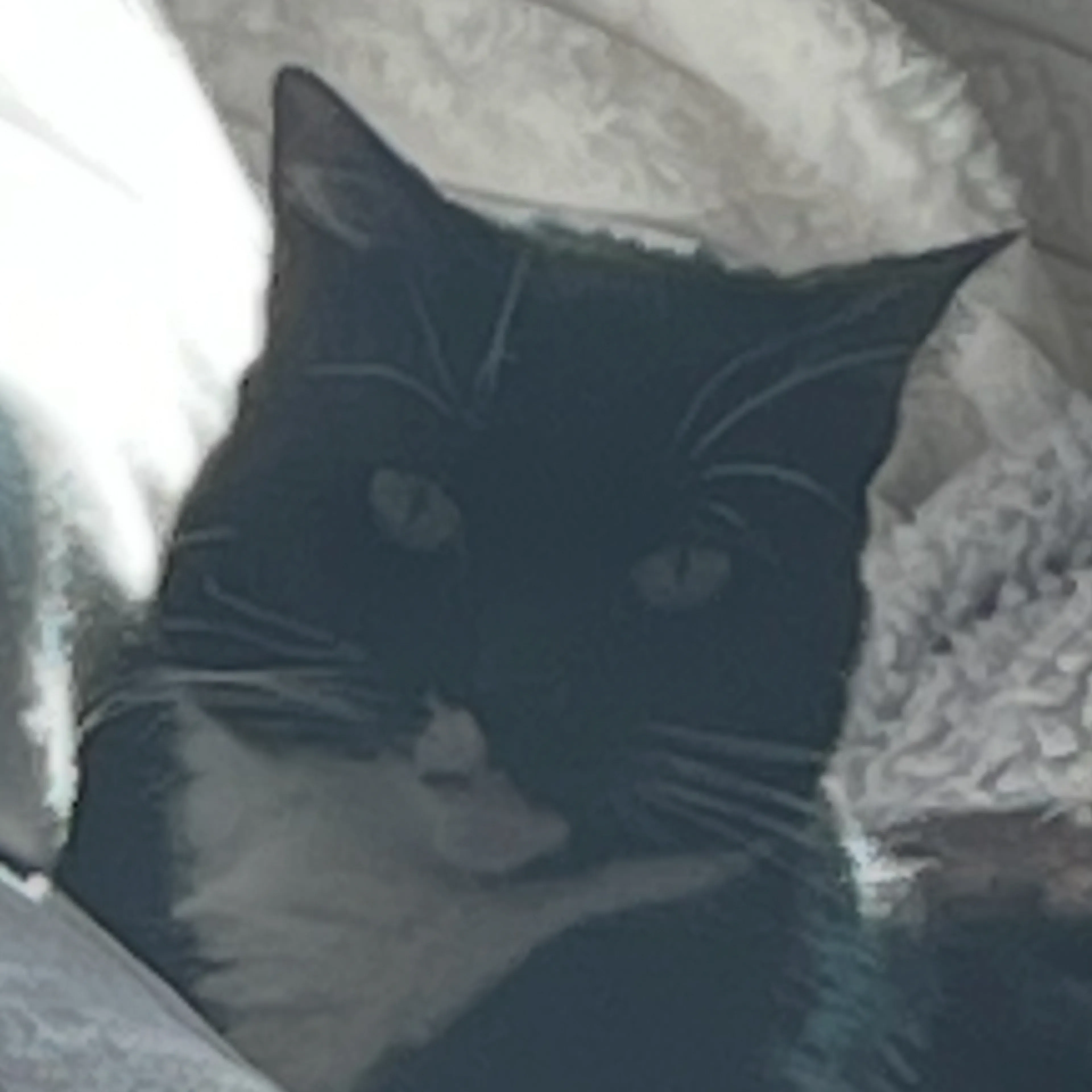 Lost pet-2