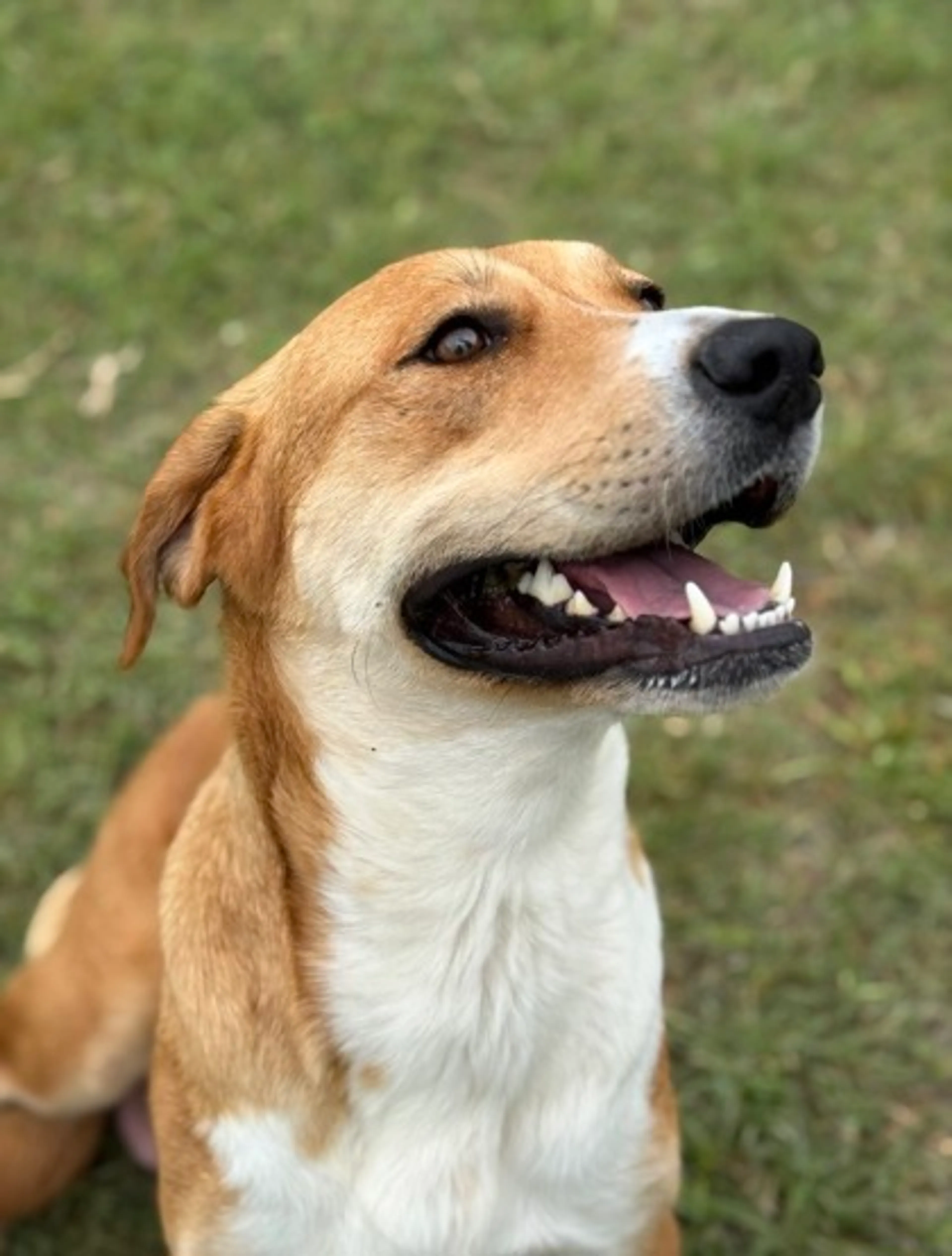 Found pet-1