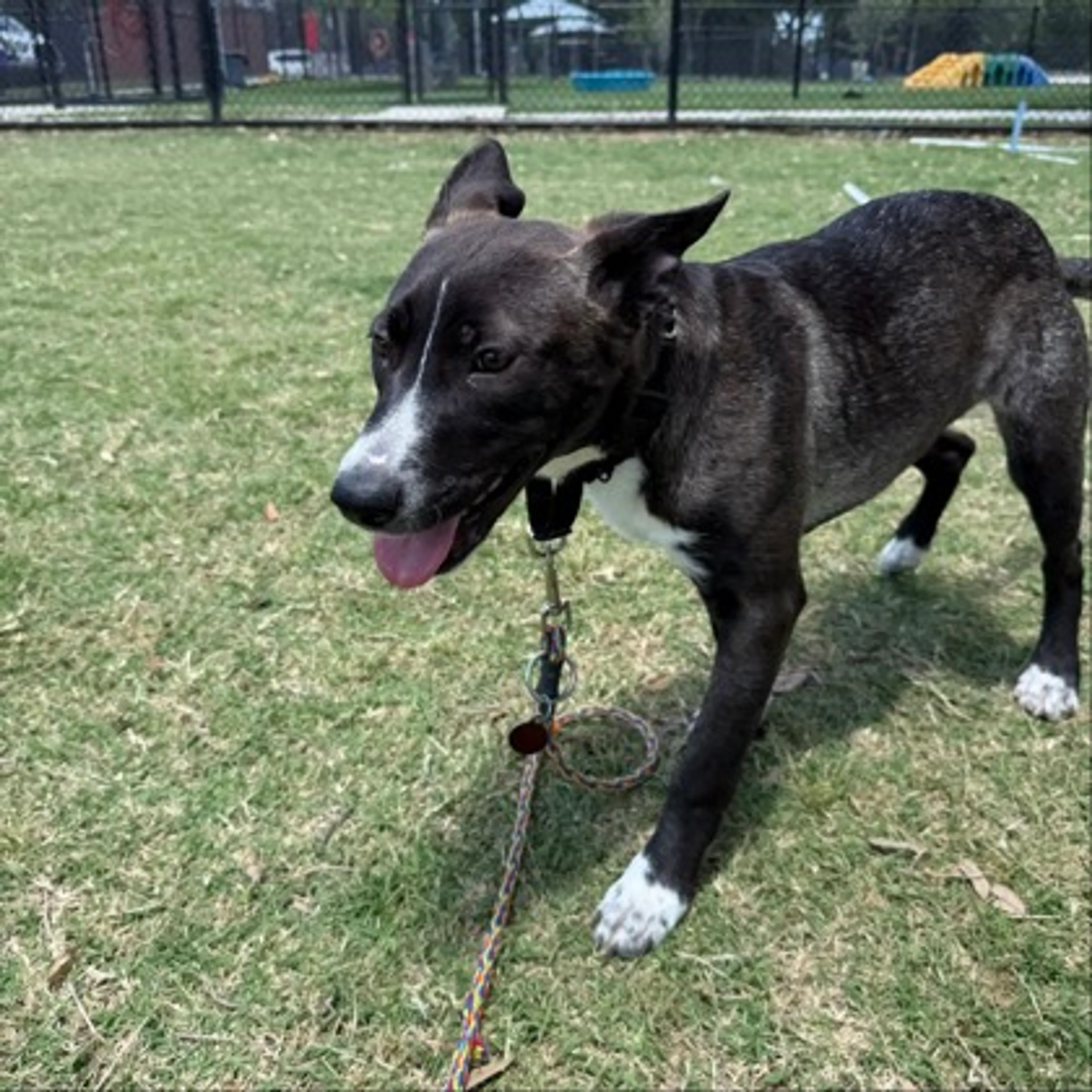 Found pet-1