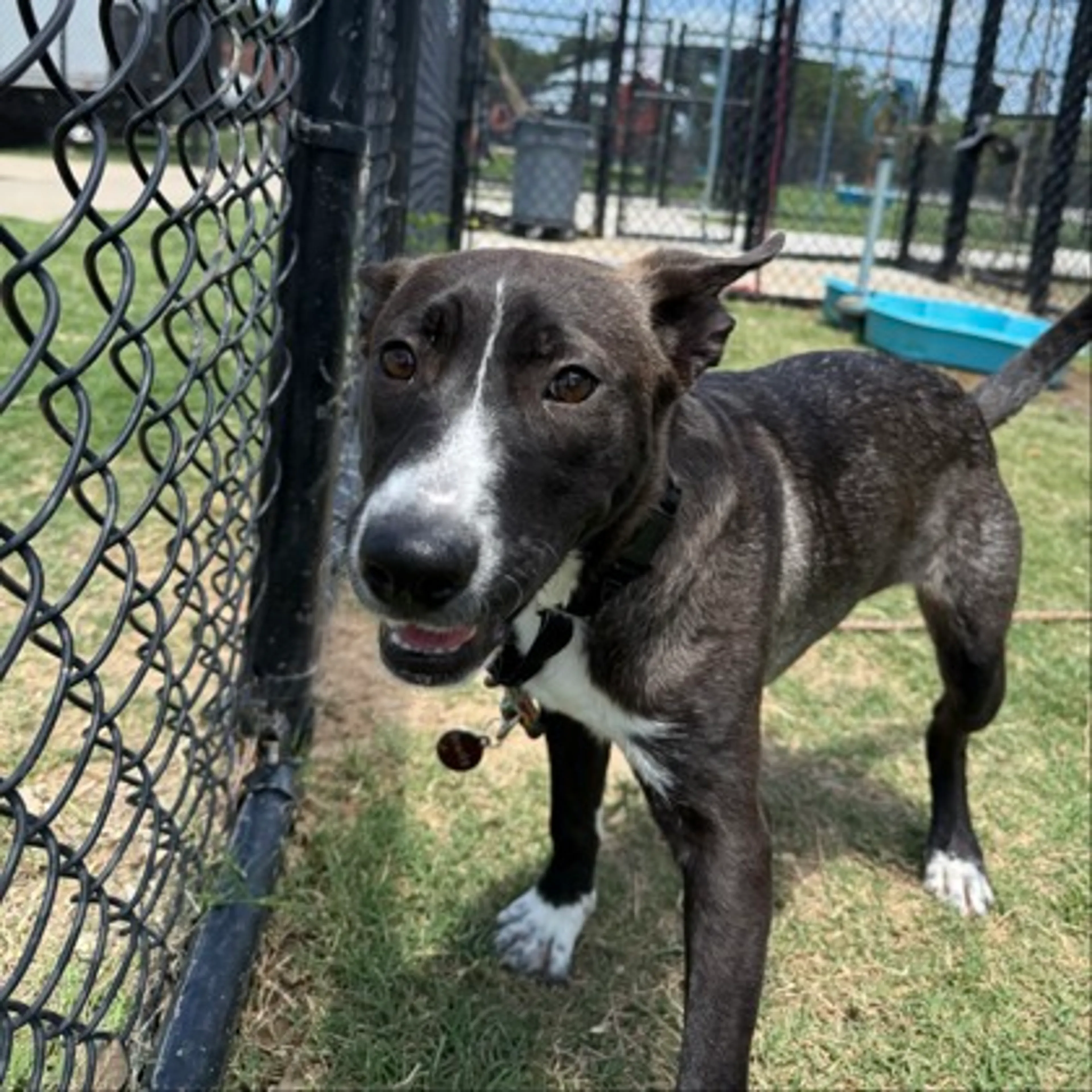 Found pet-2