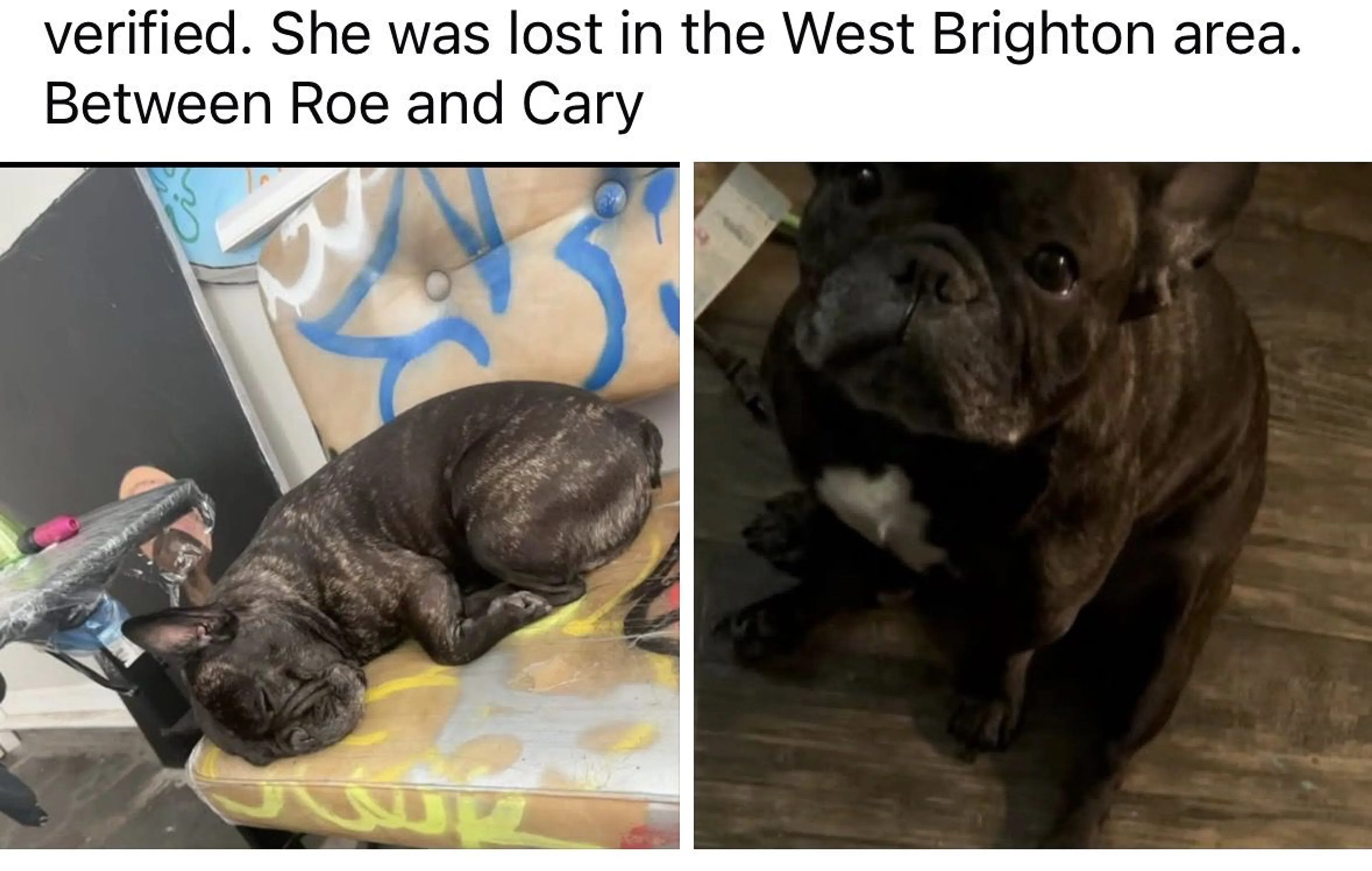 Lost pet