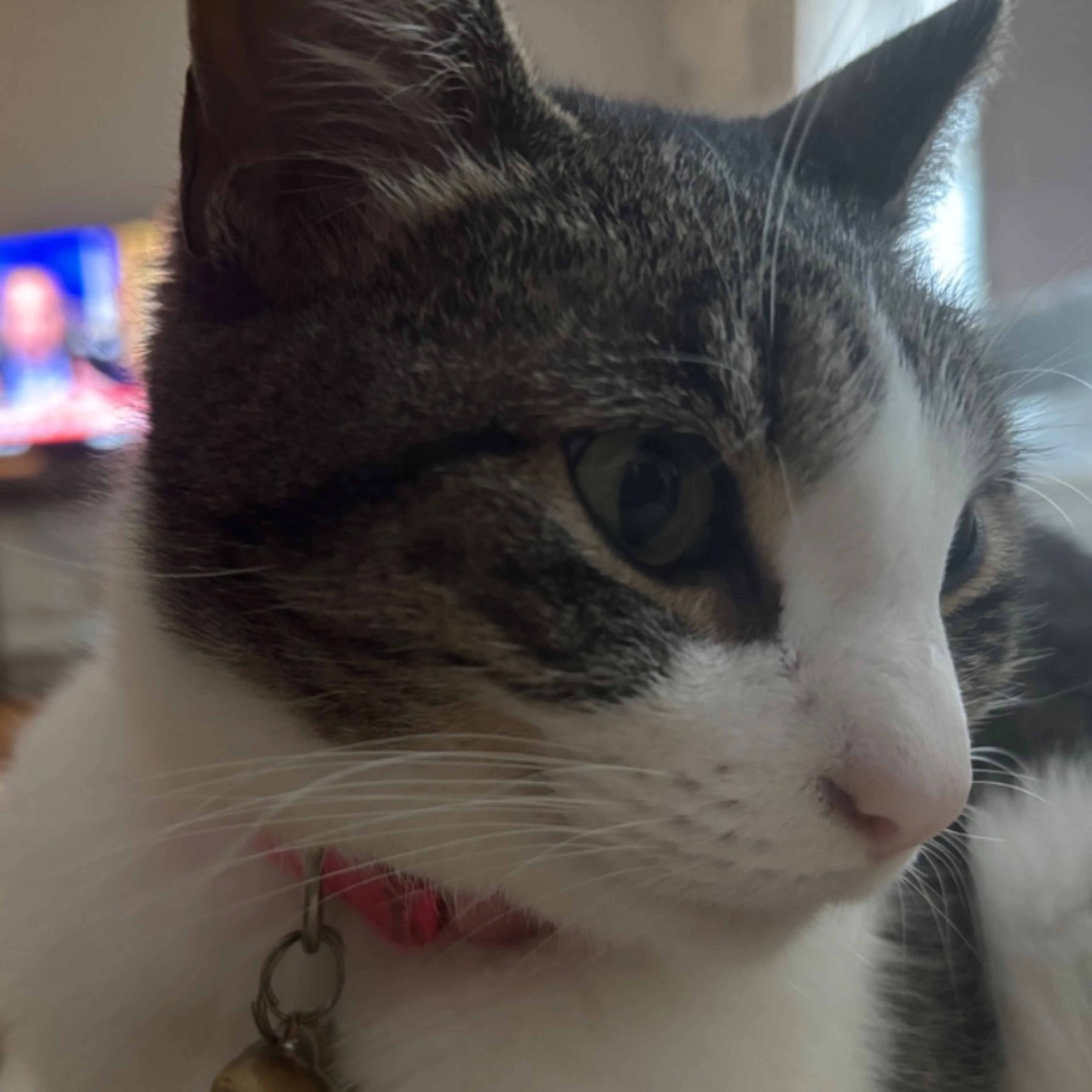 Lost pet