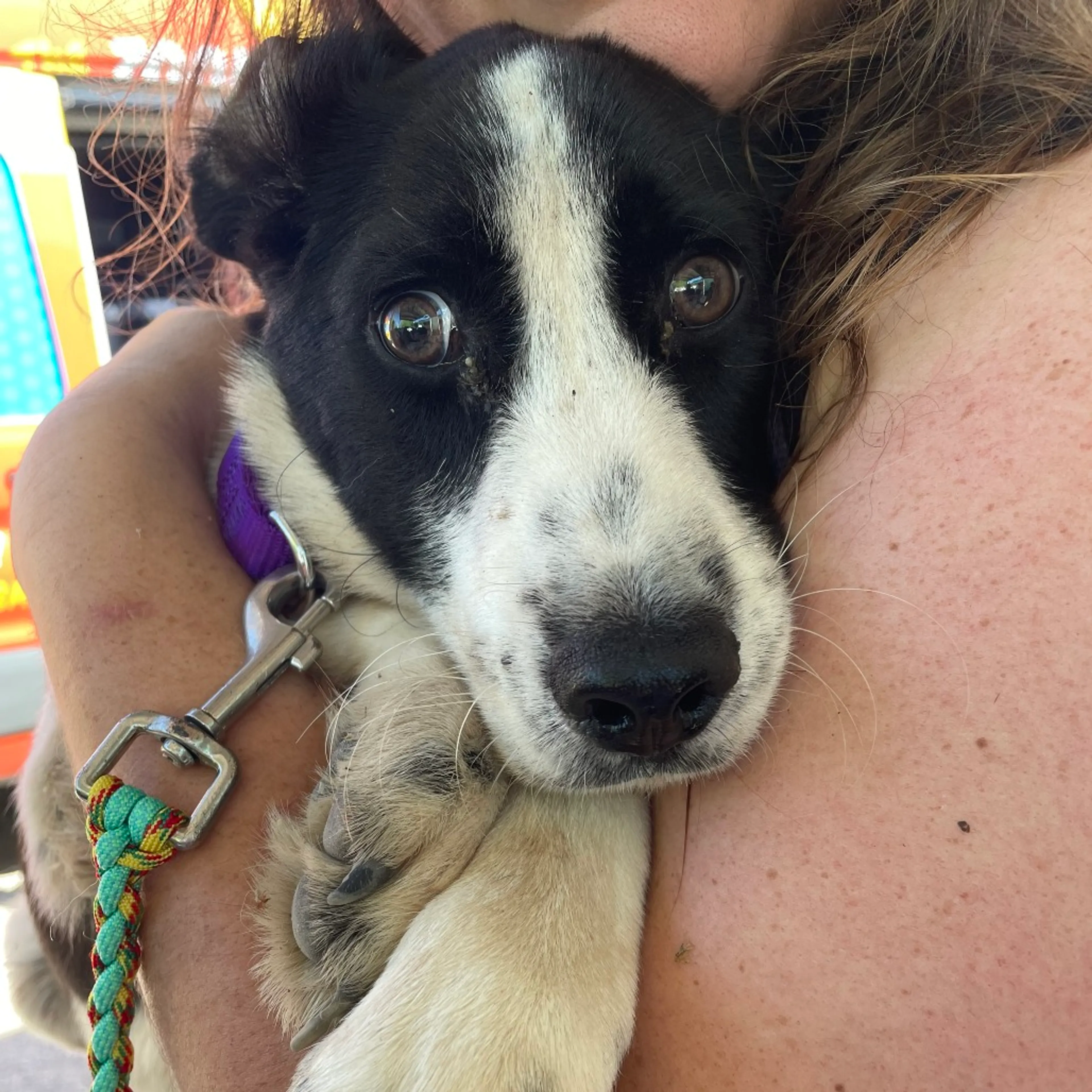 Found pet-1