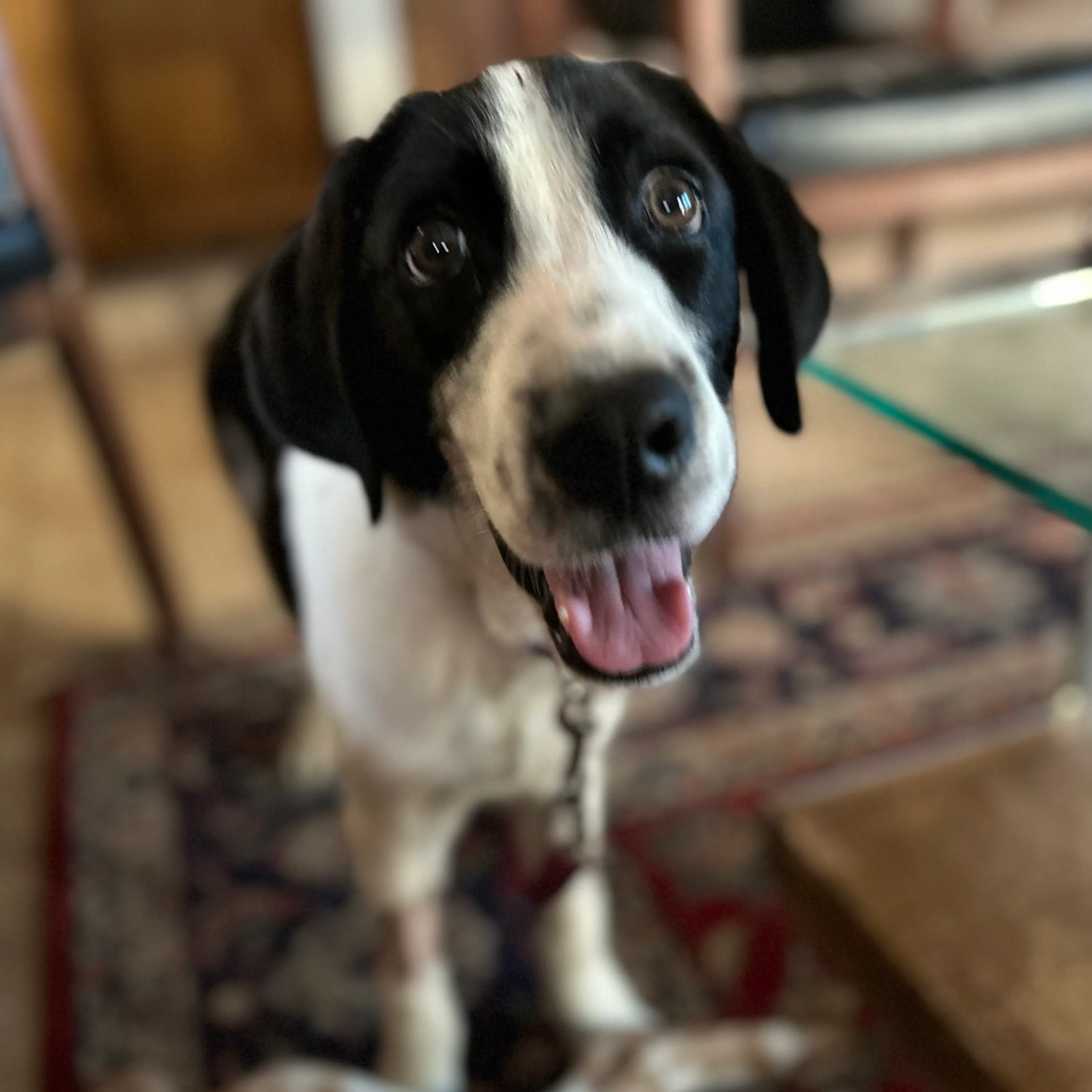 Found pet-2