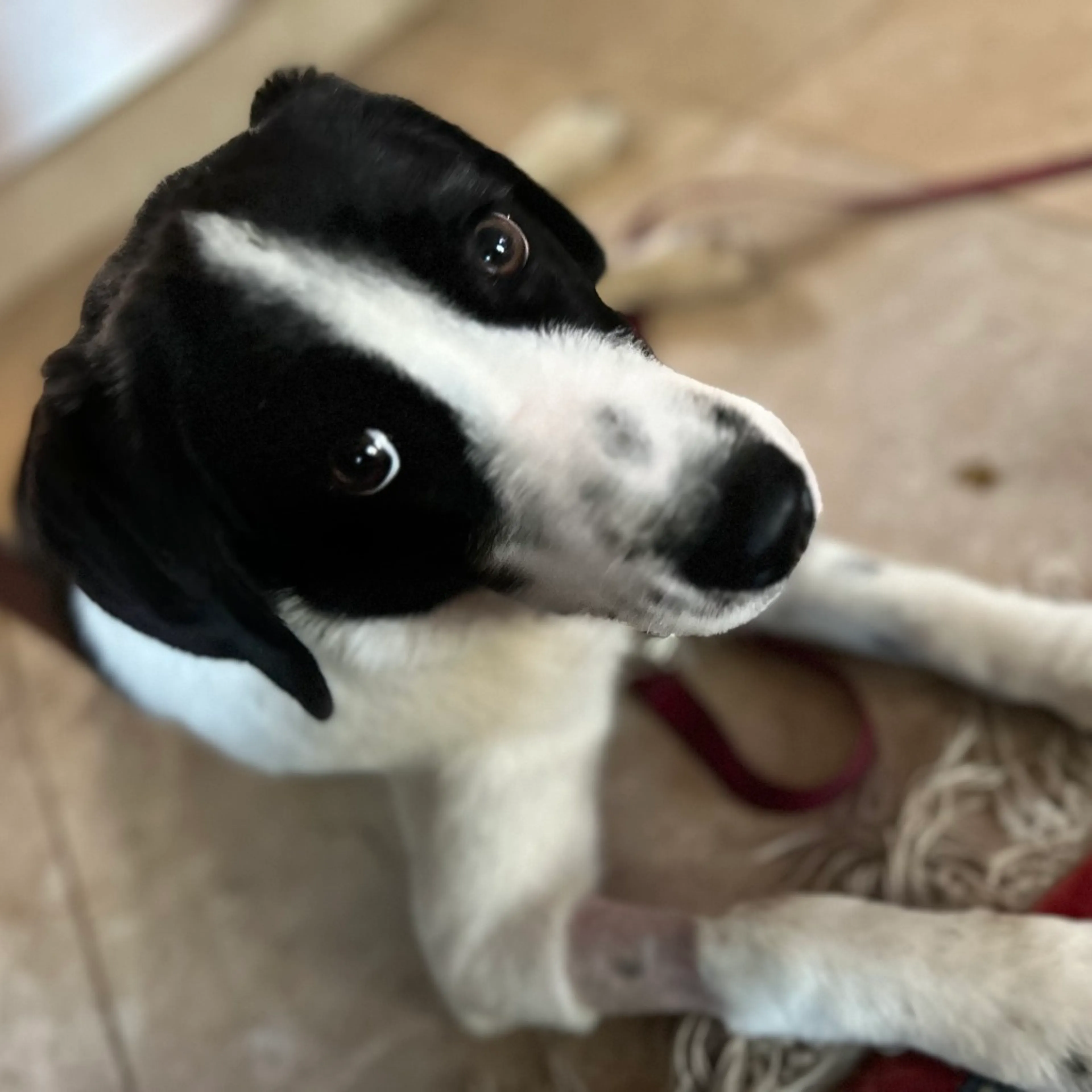 Found pet-3