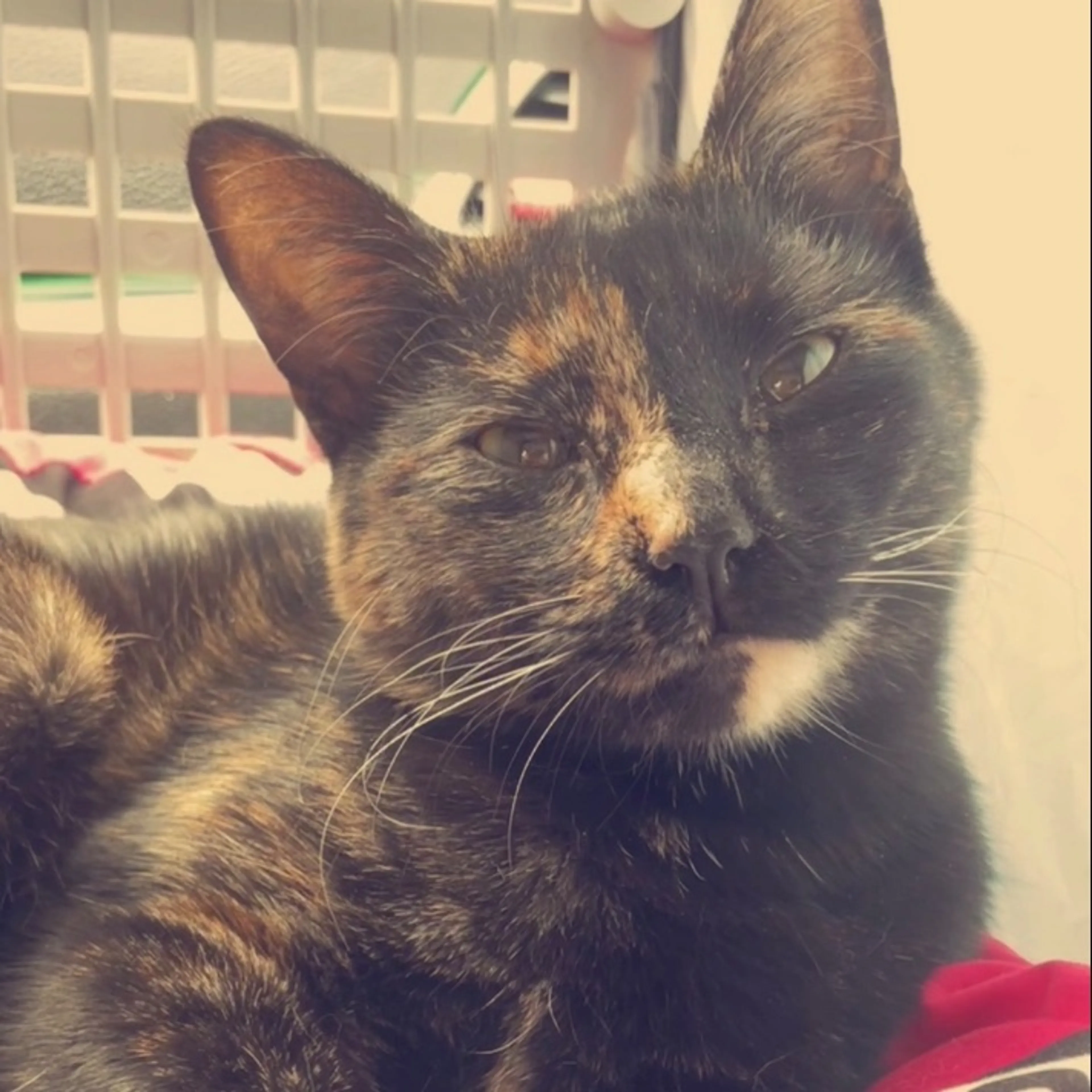 Lost pet
