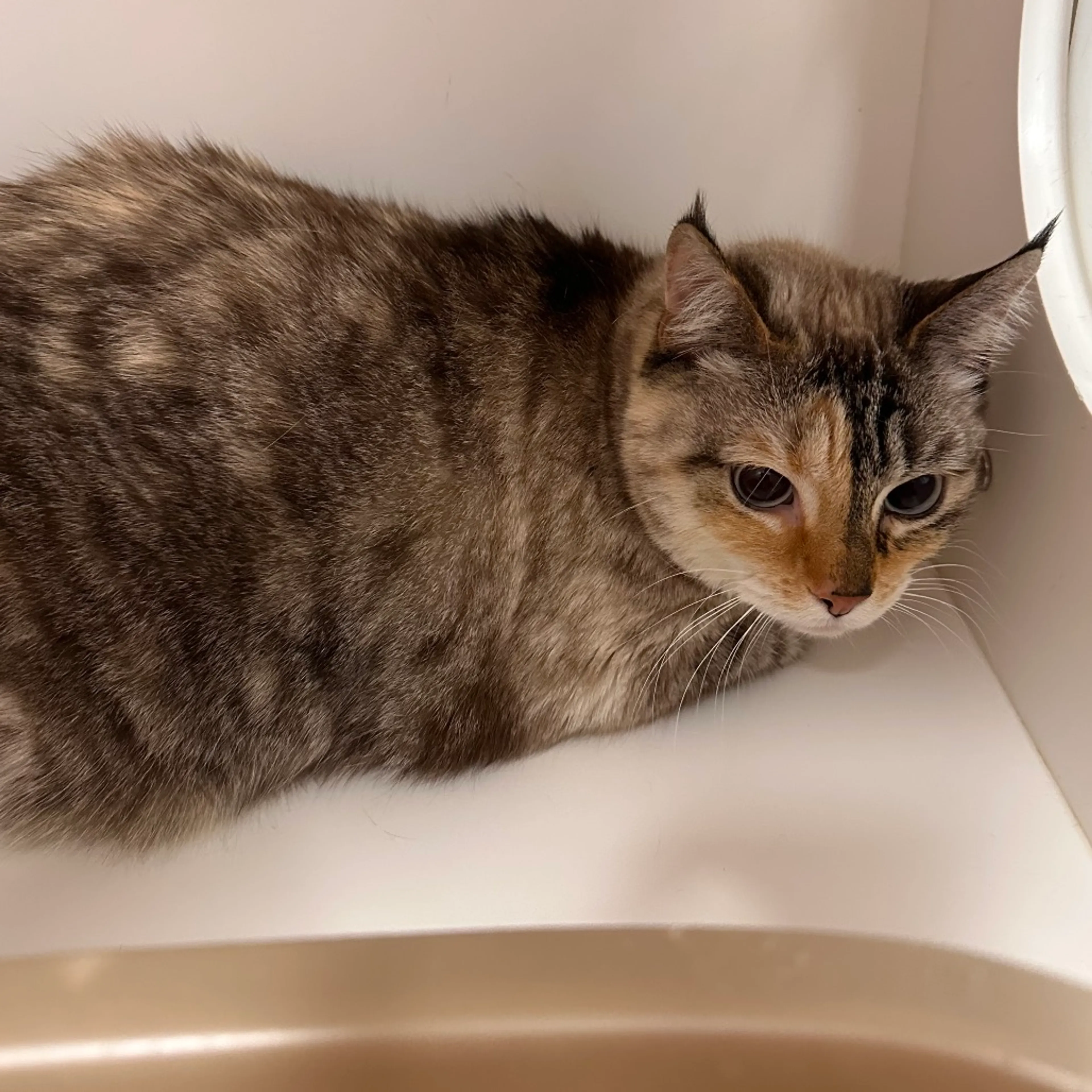 Found pet-1