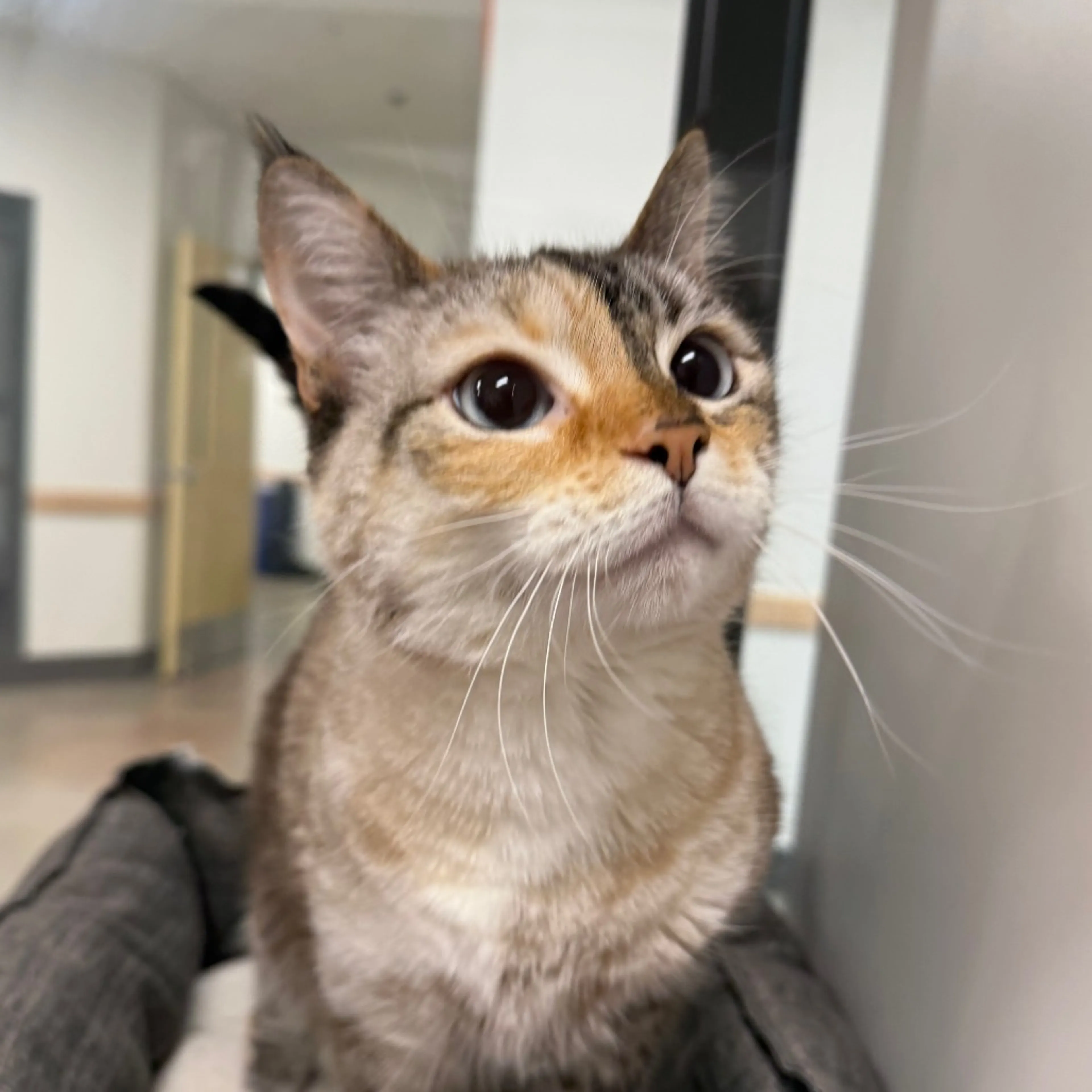 Found pet-3