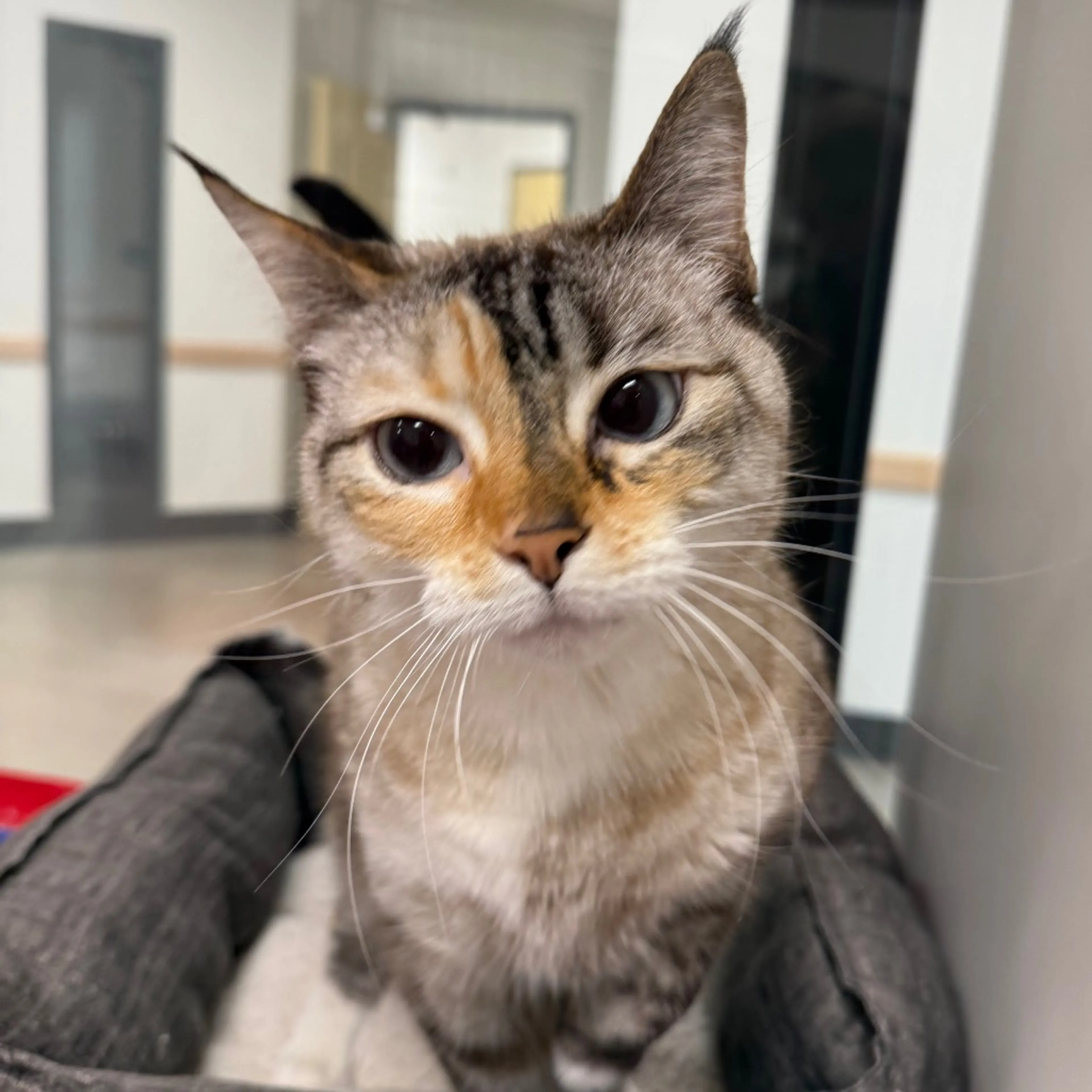 Found pet-2